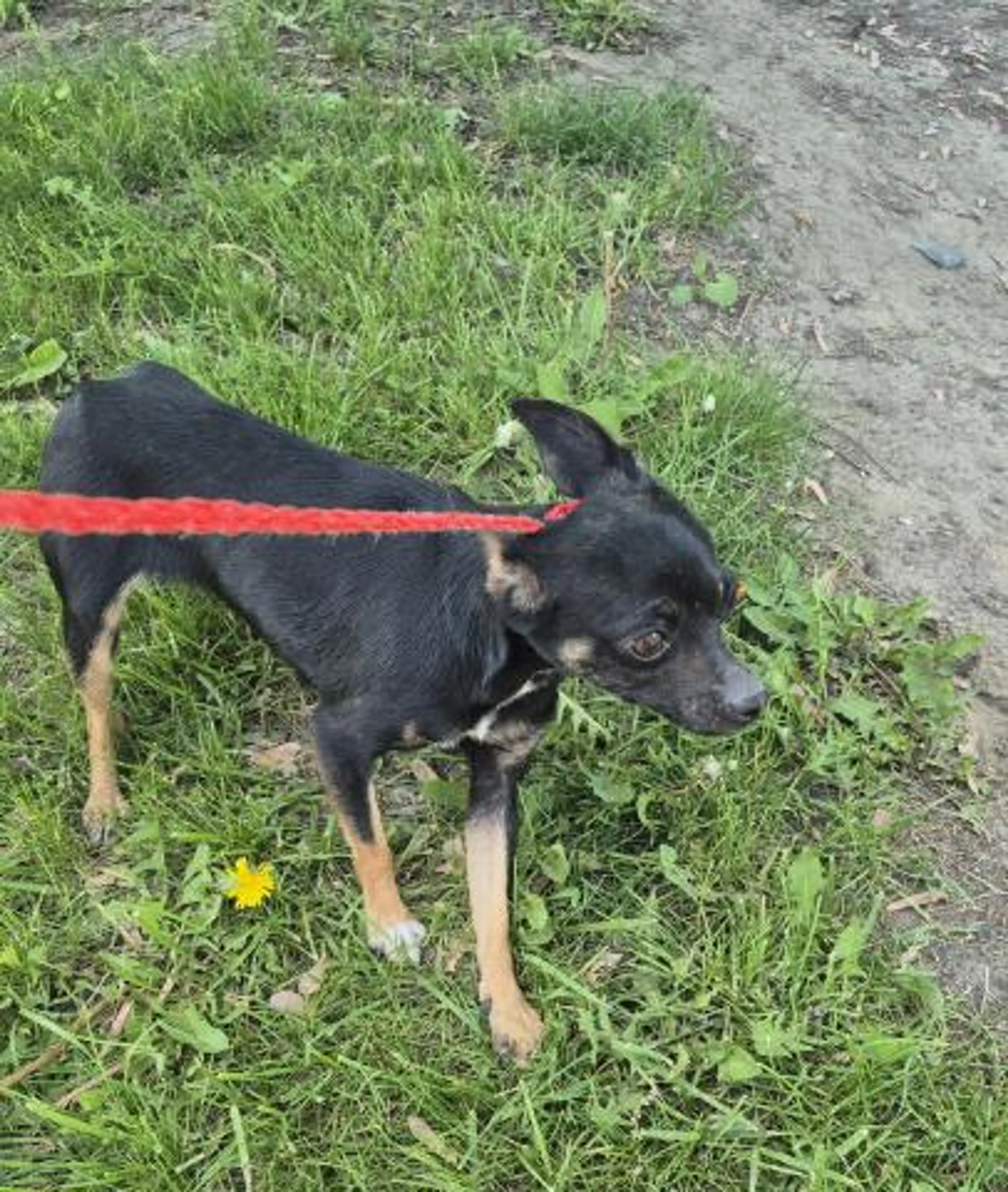 Found pet