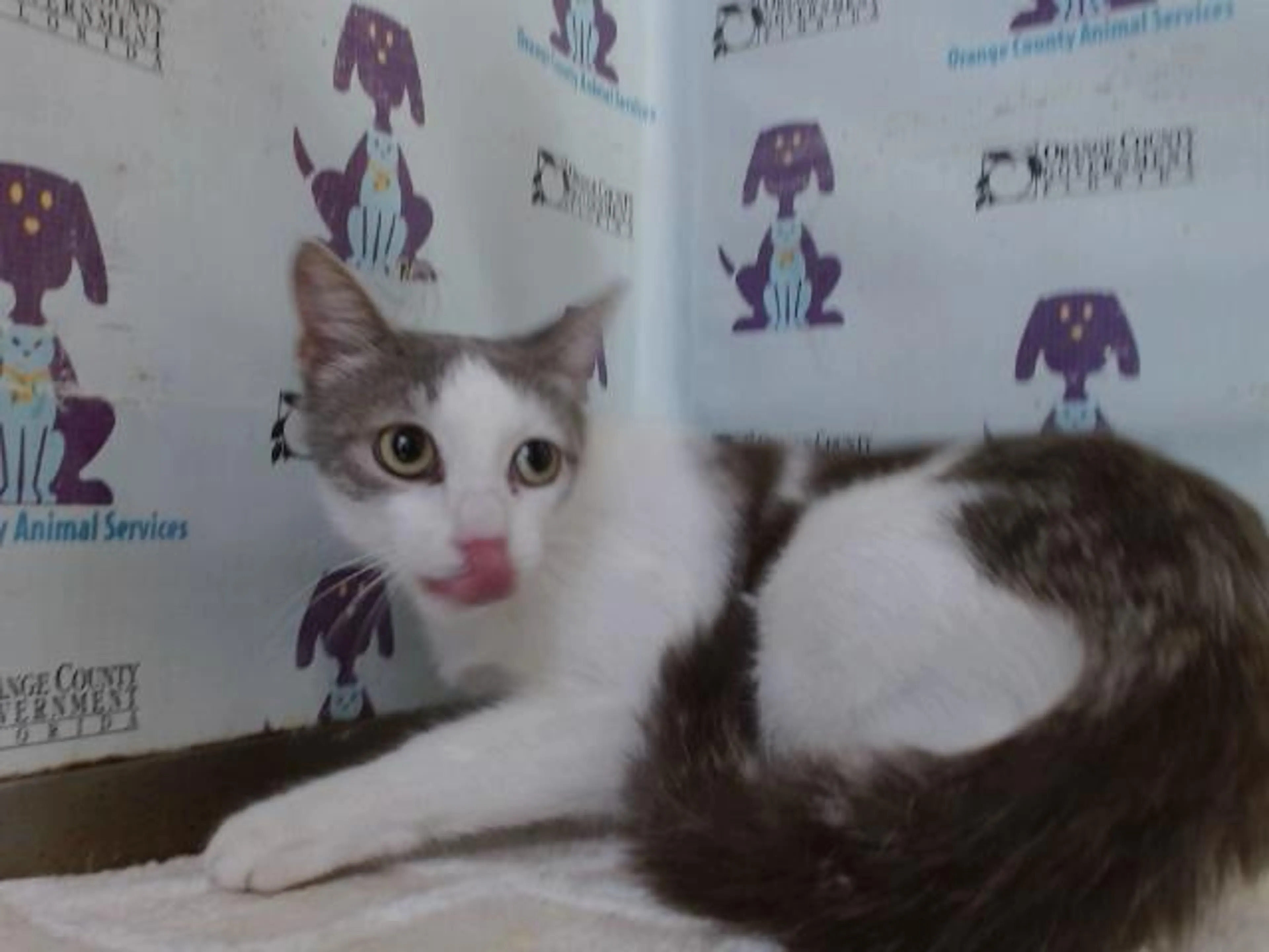 Found pet