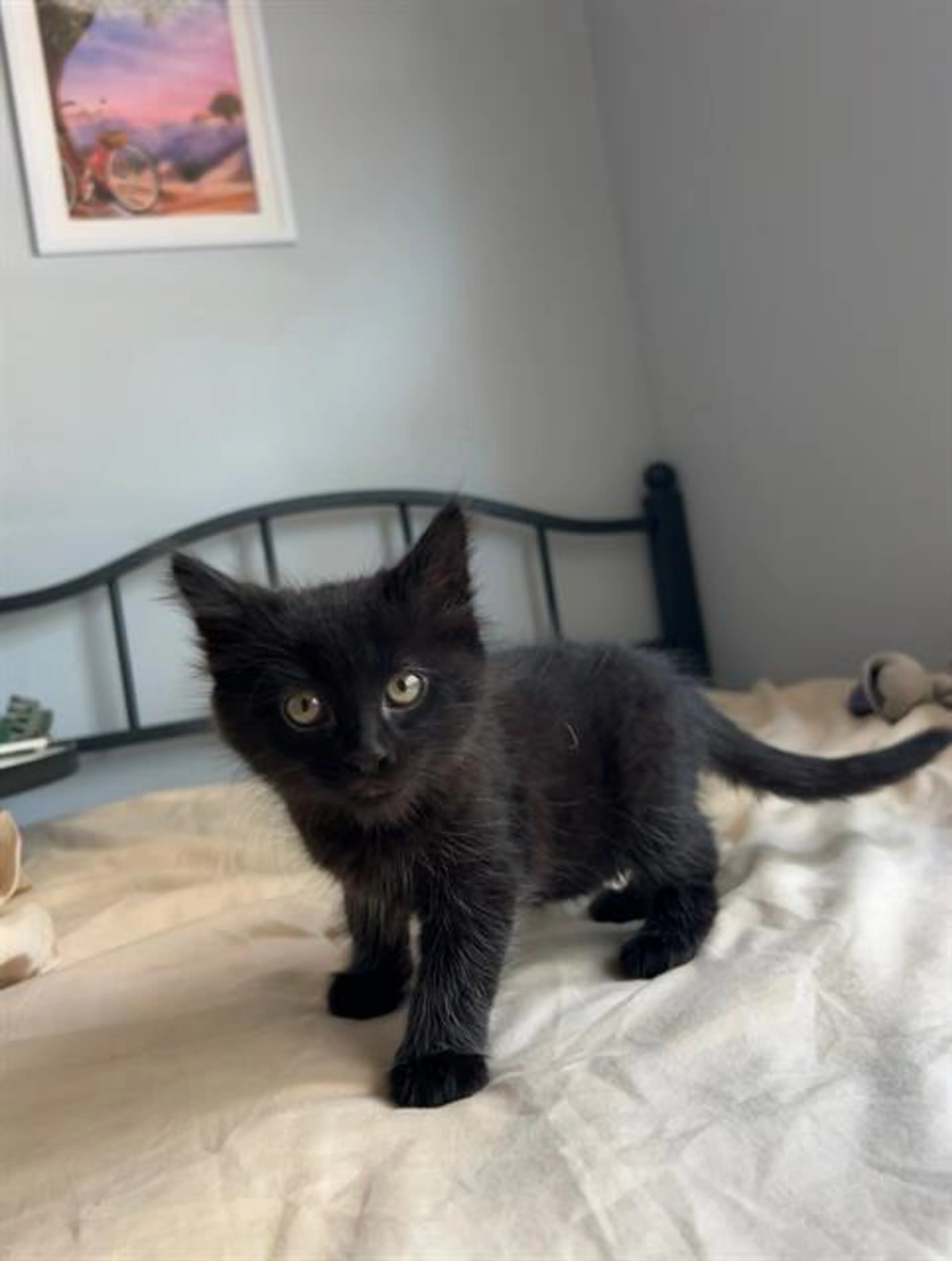 Found pet