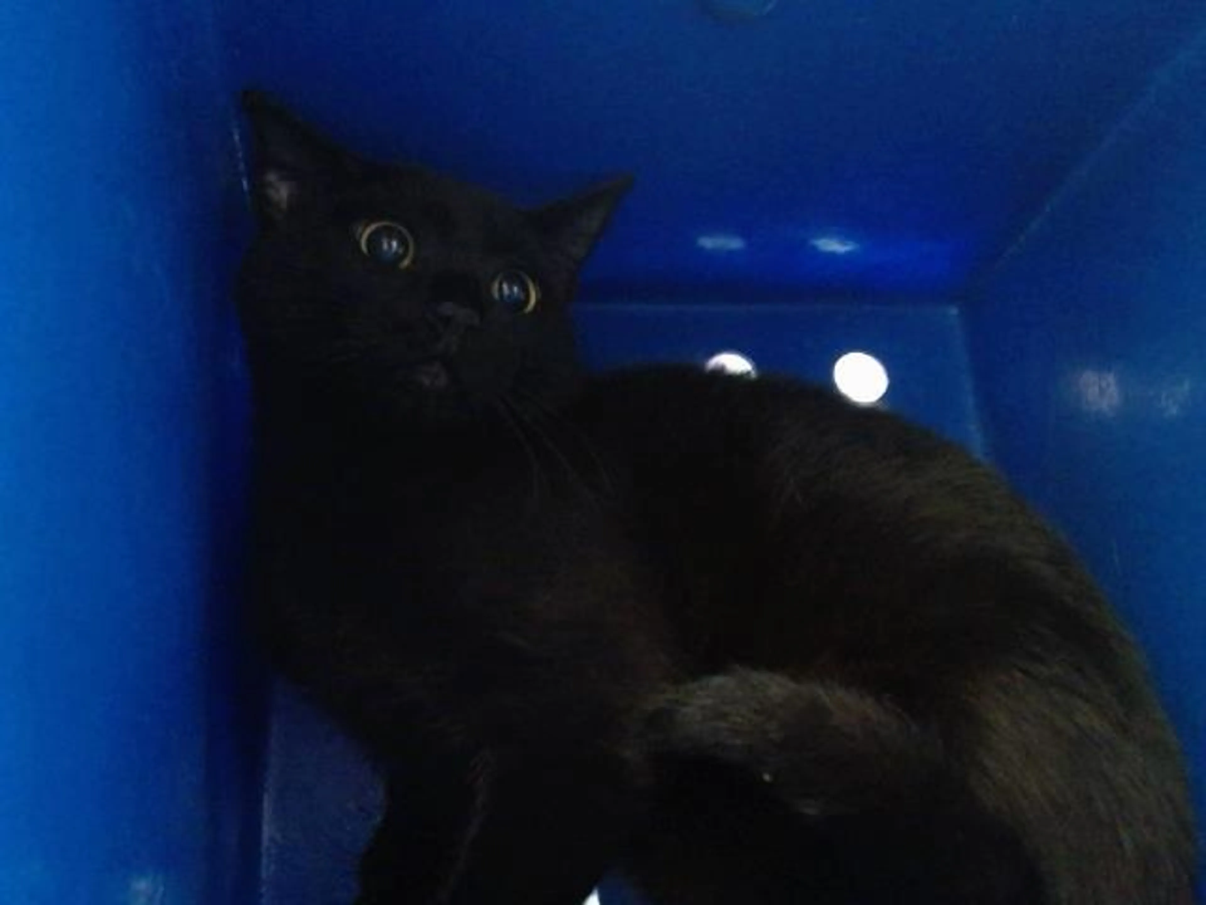 Found pet
