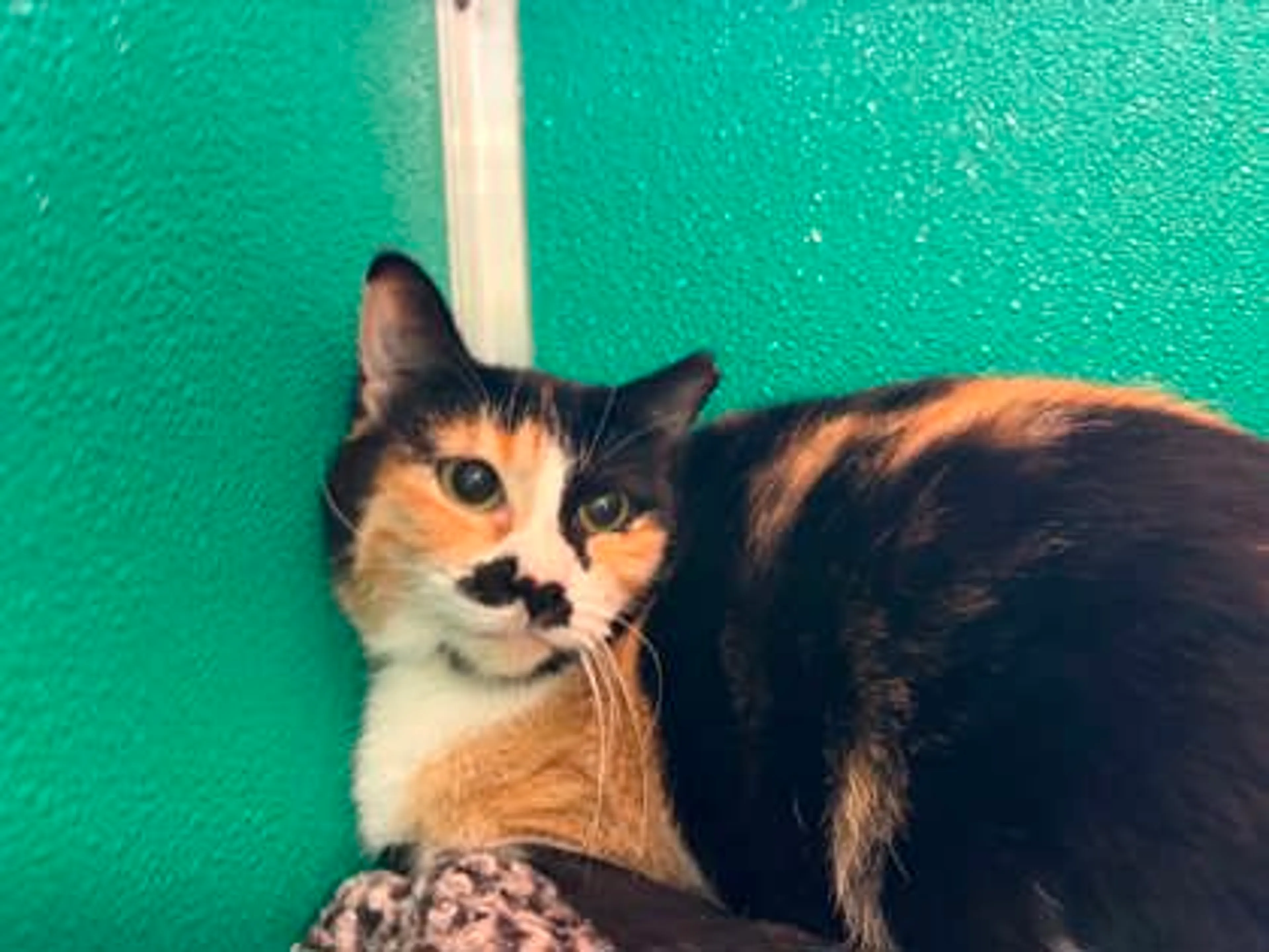 Found pet-1