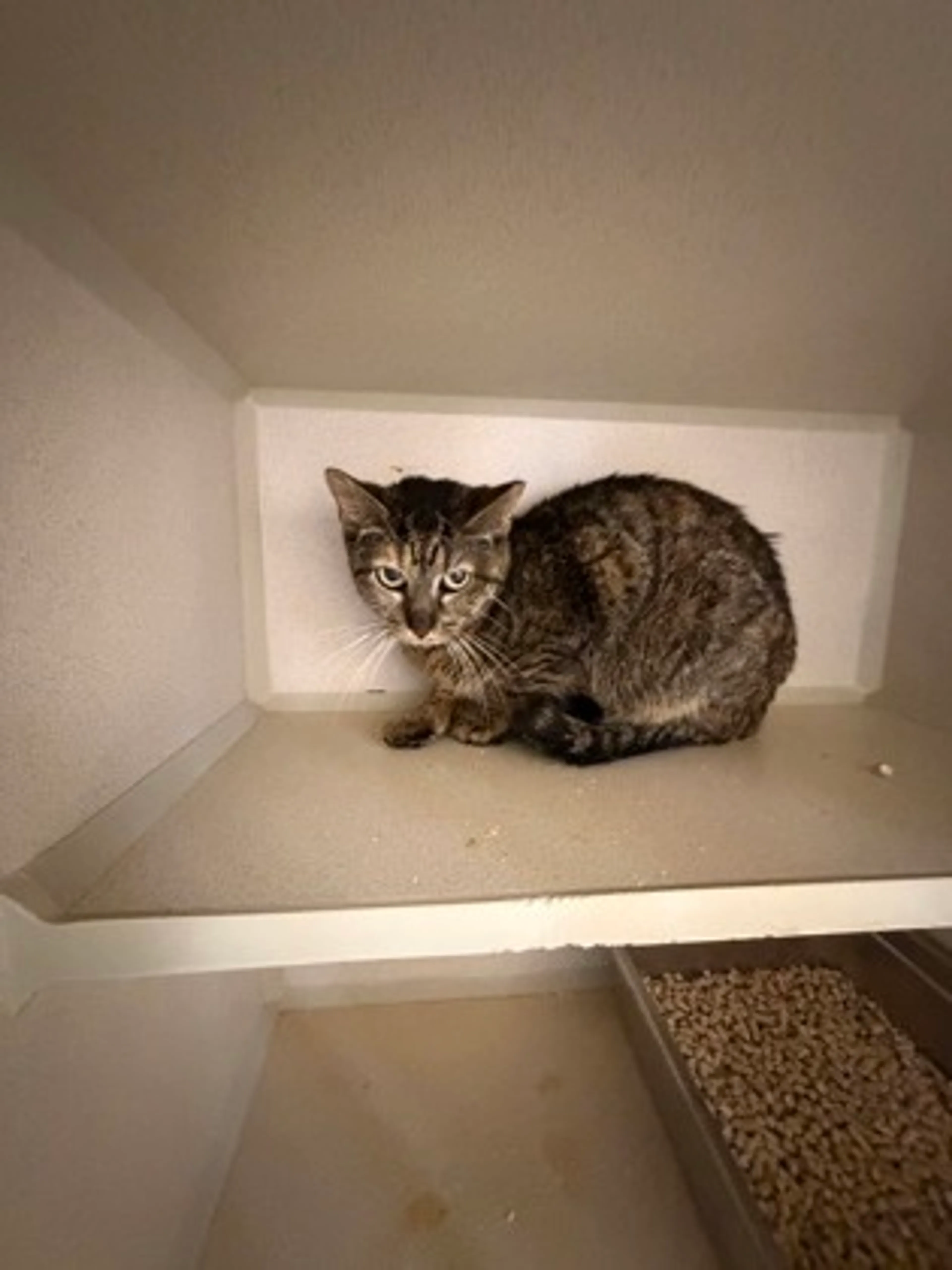 Found pet-0
