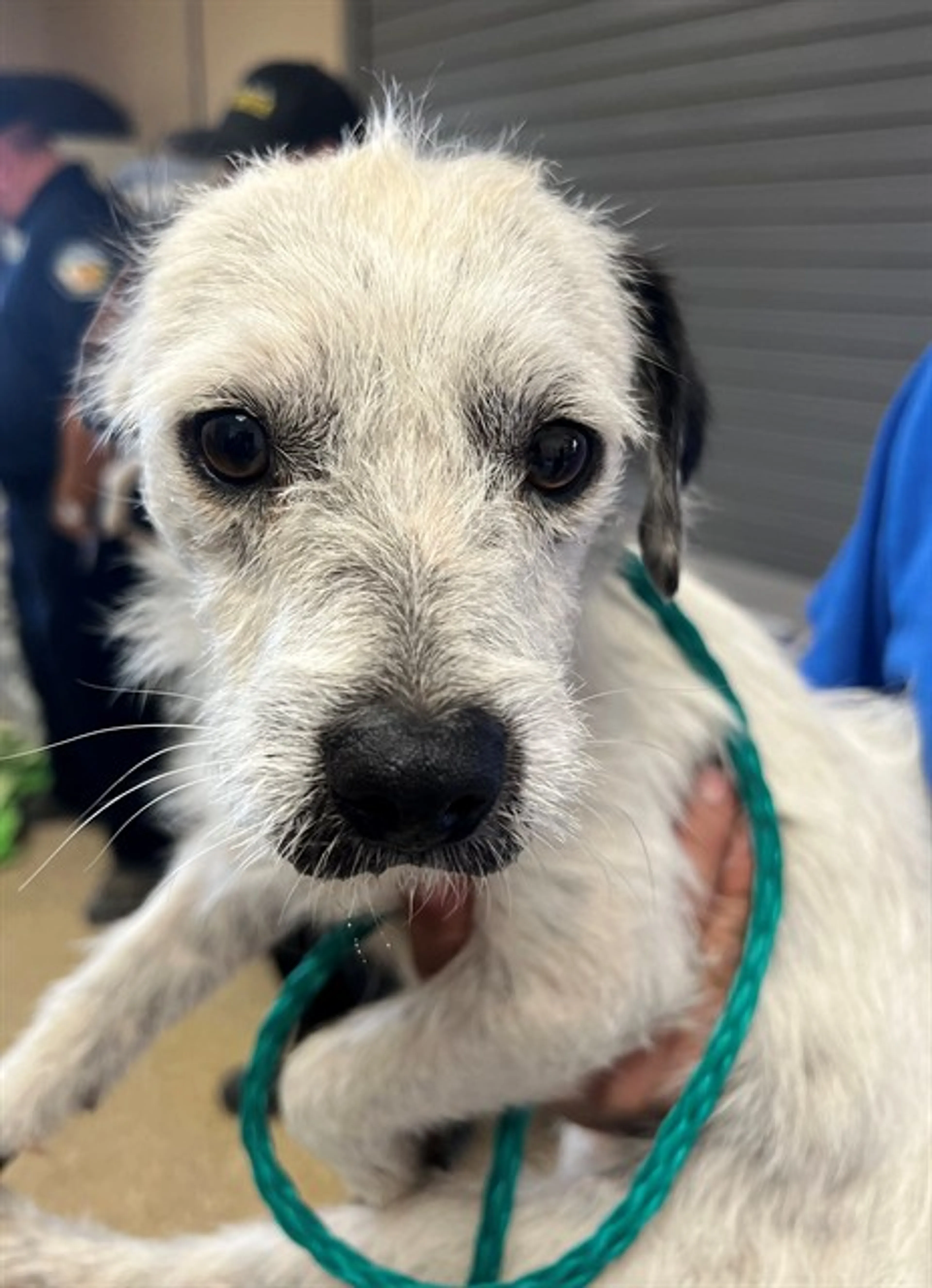 Found pet