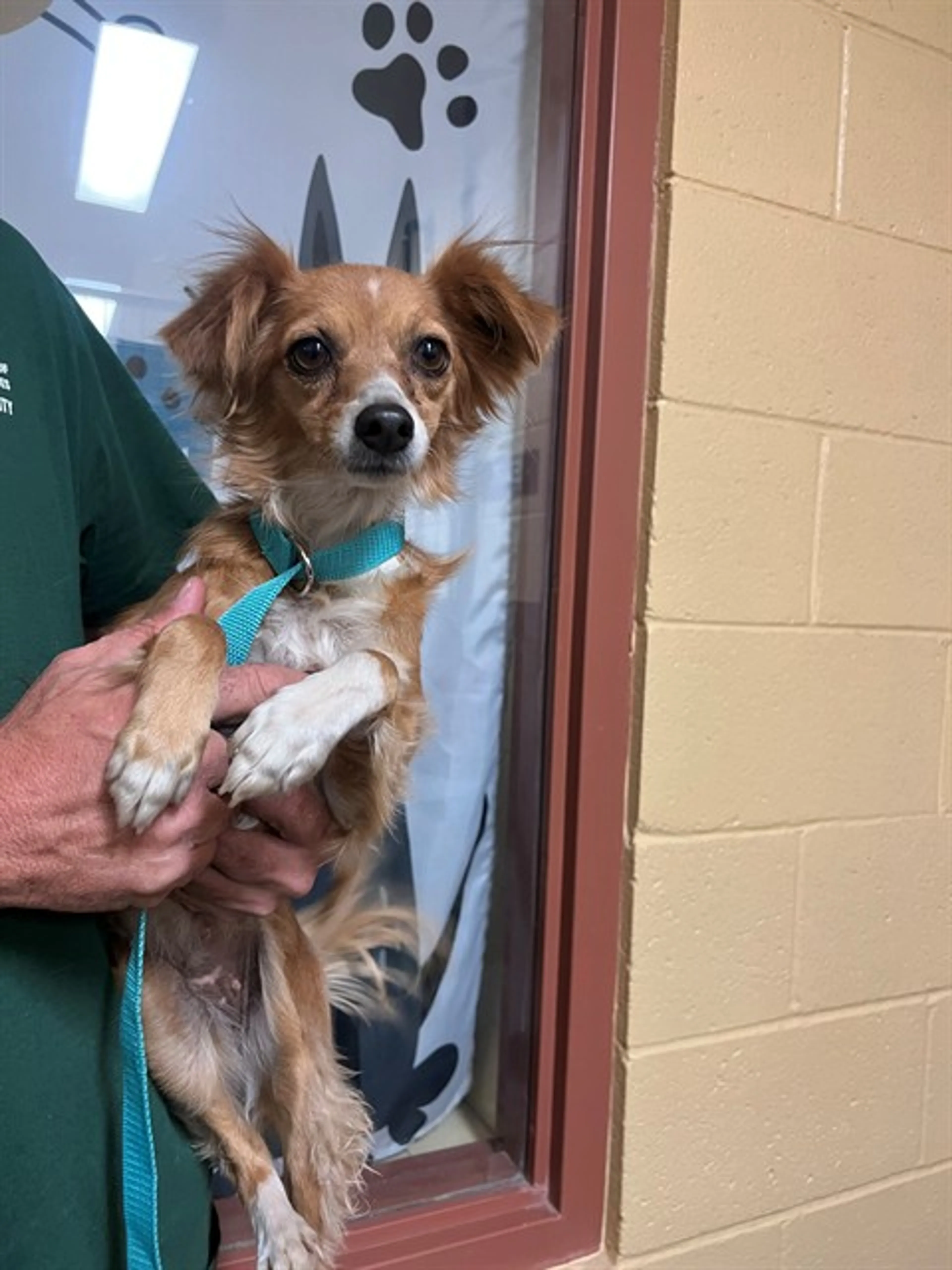 Found pet
