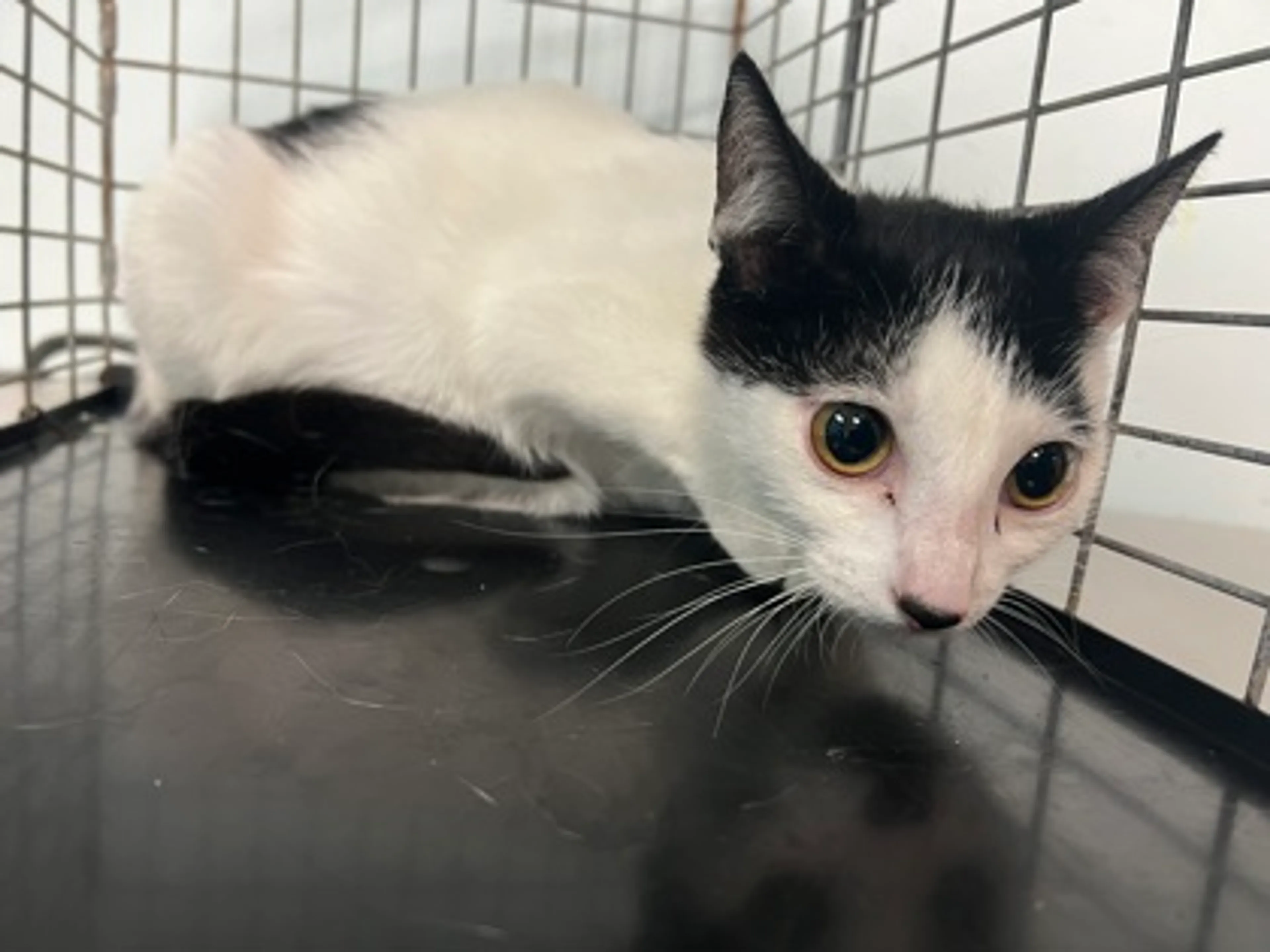 Found pet