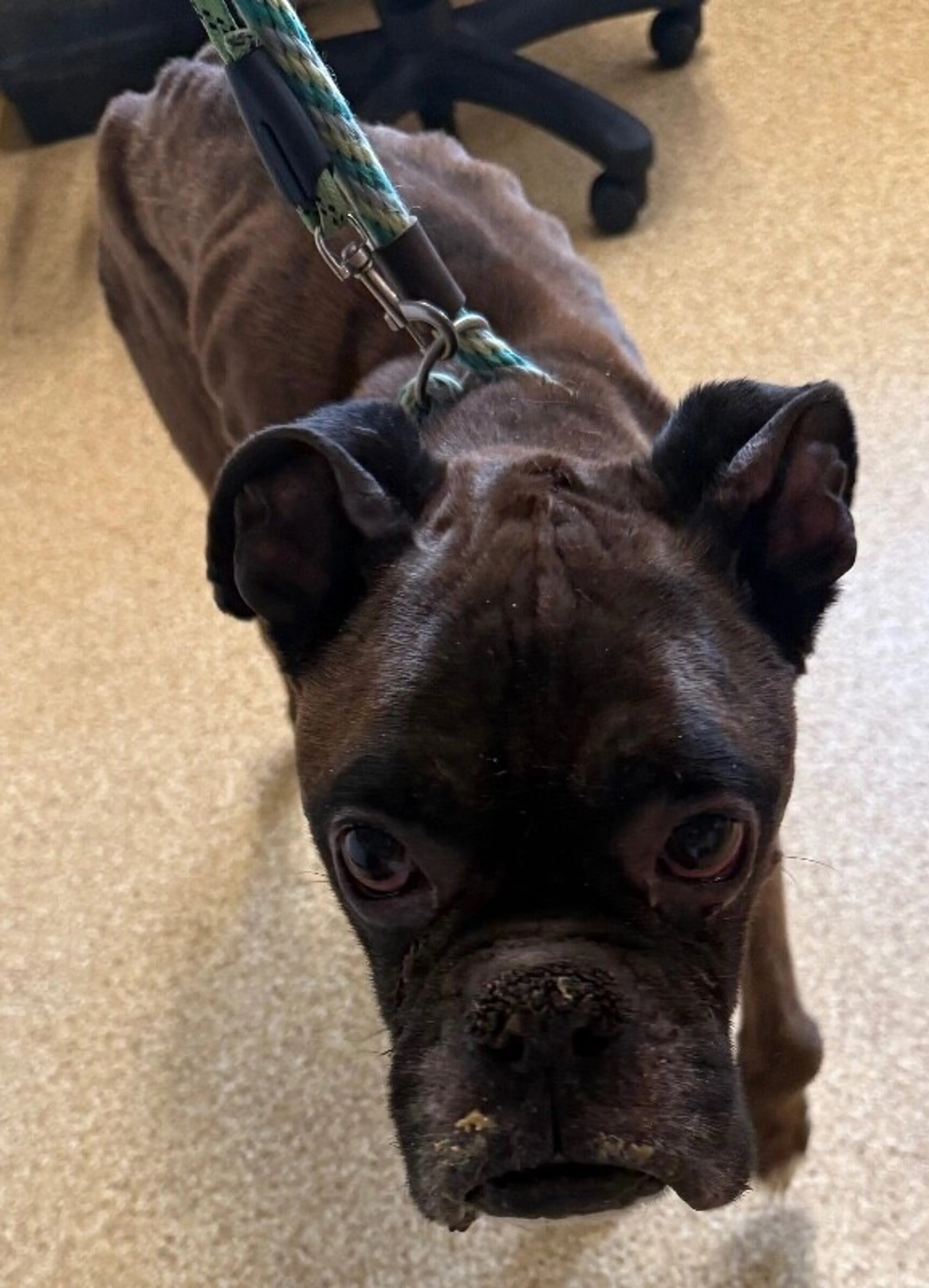 Found pet-1