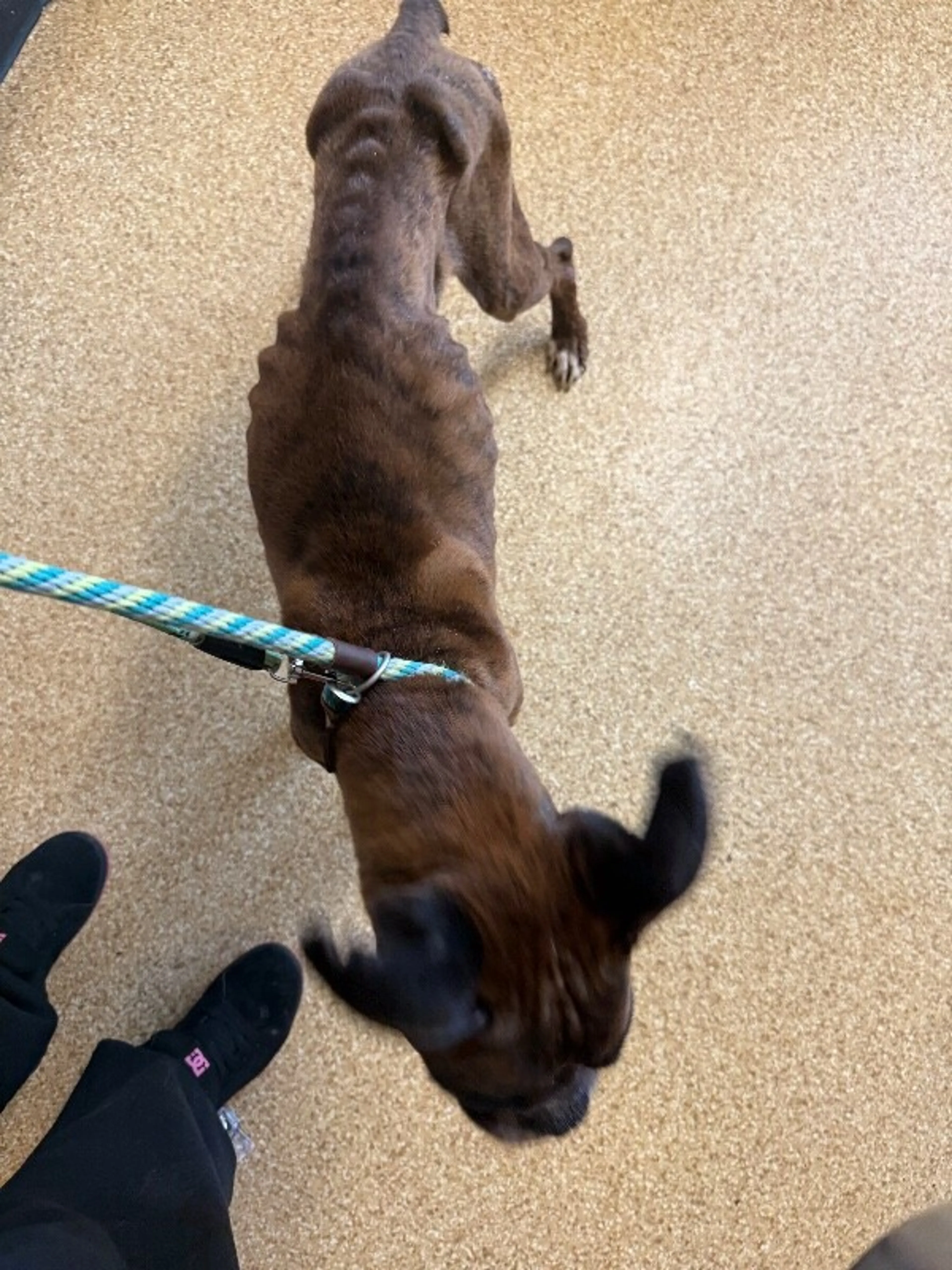 Found pet-2