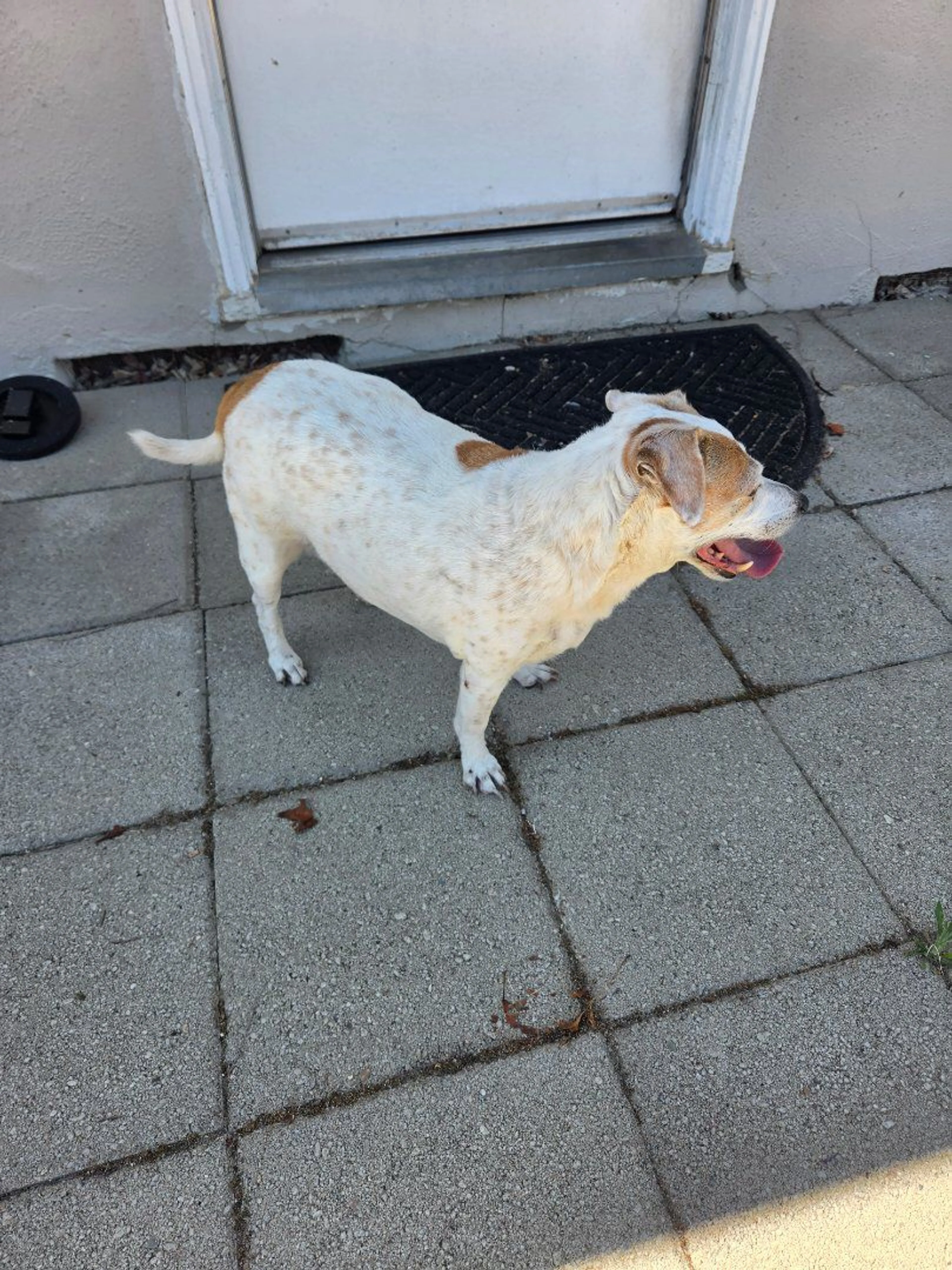 Lost pet-0