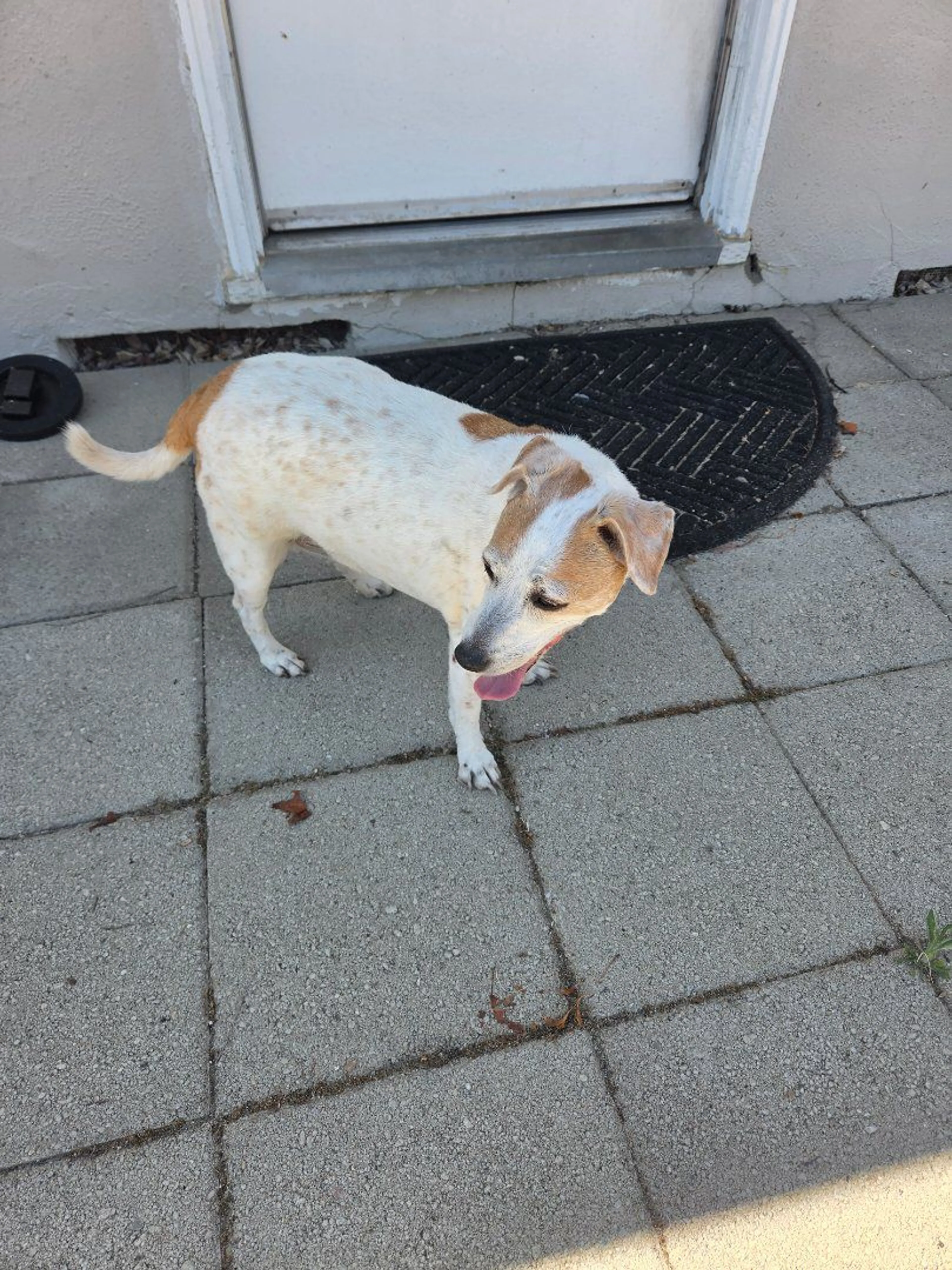 Lost pet-1