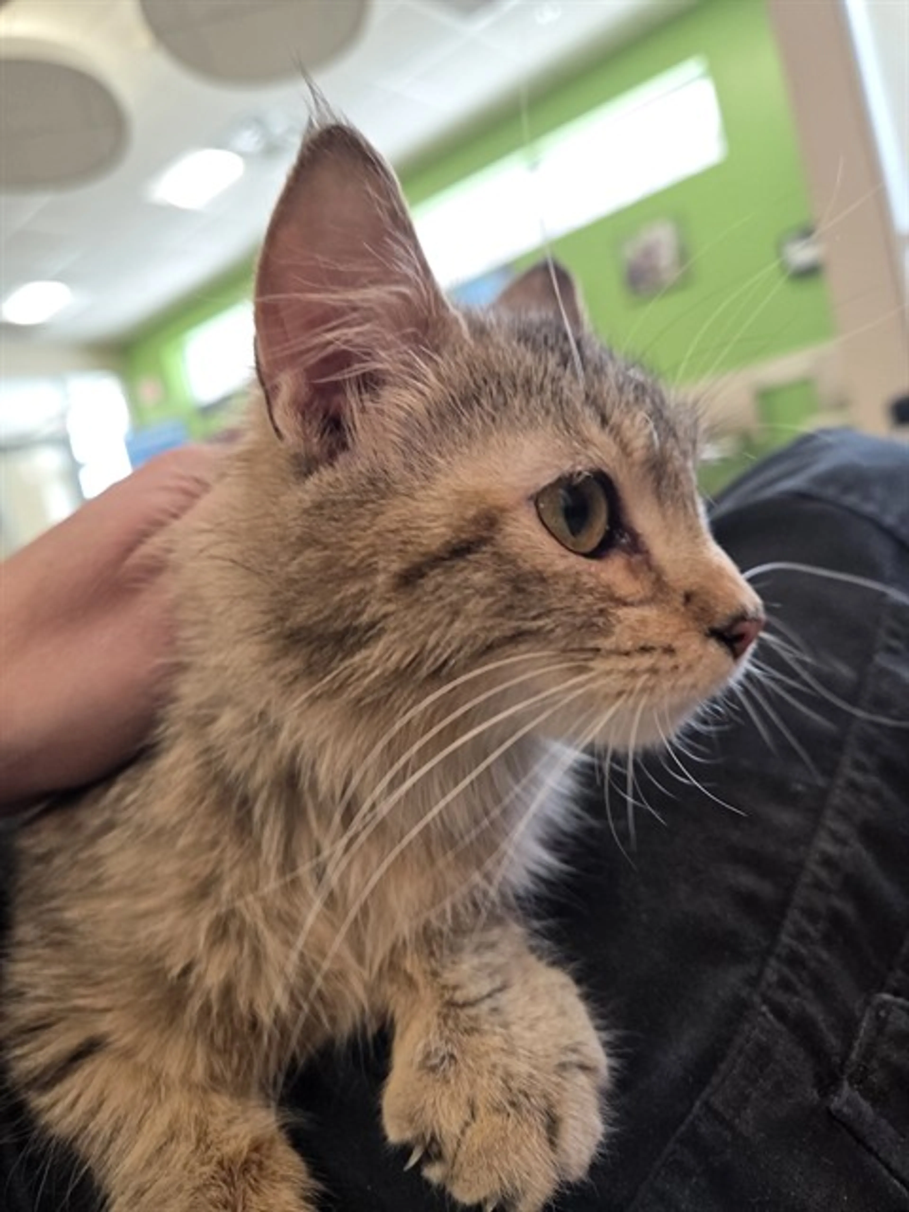 Found pet