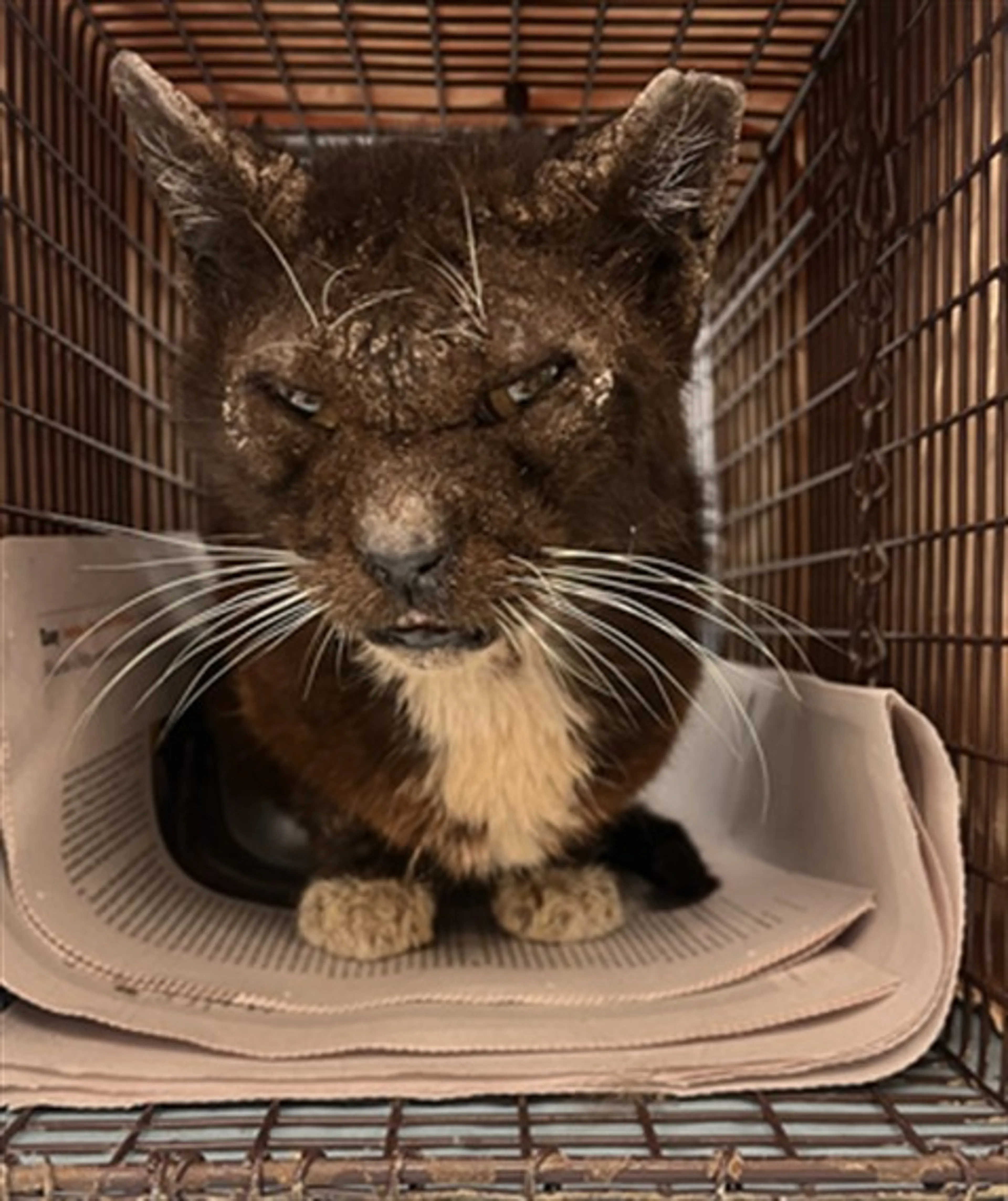 Found pet