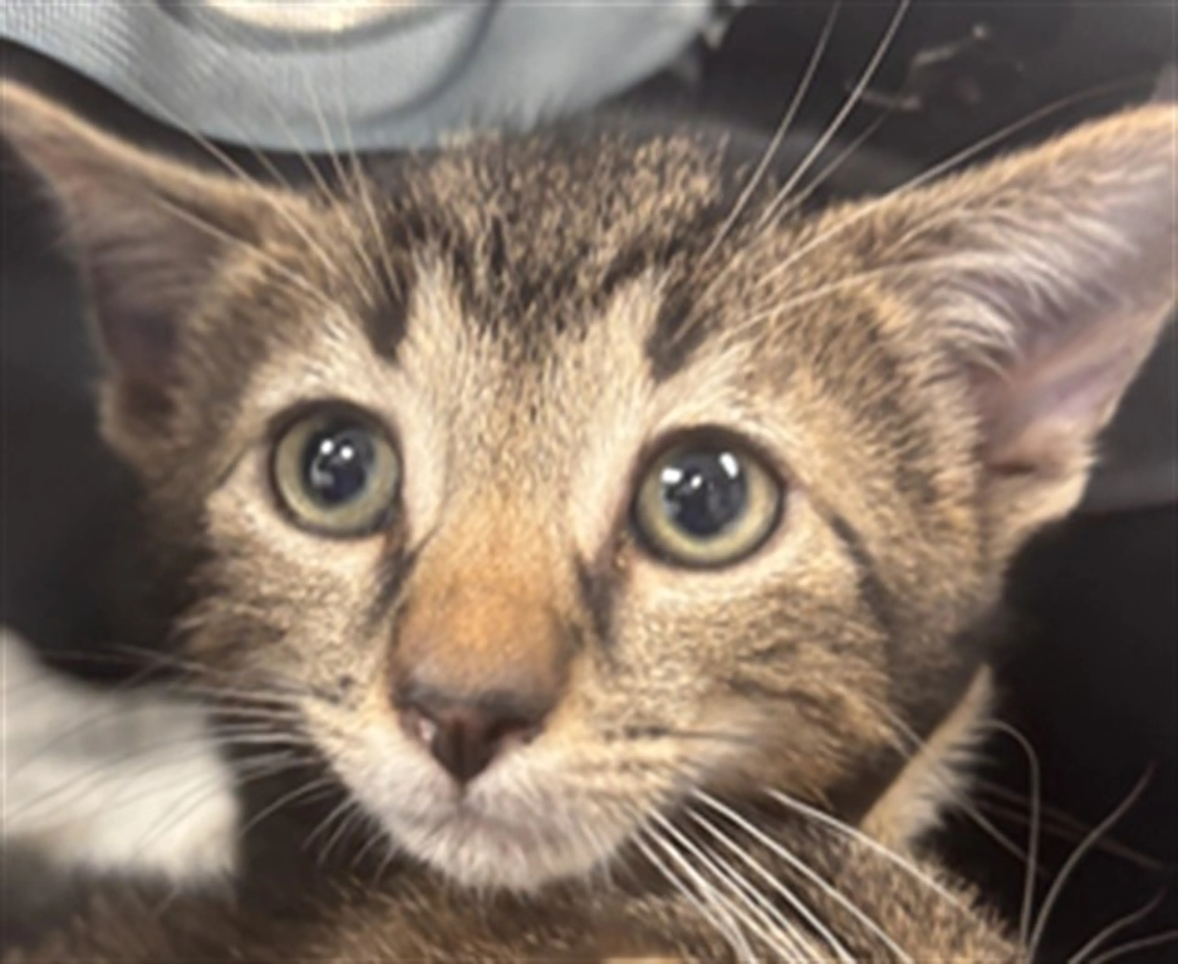 Found pet