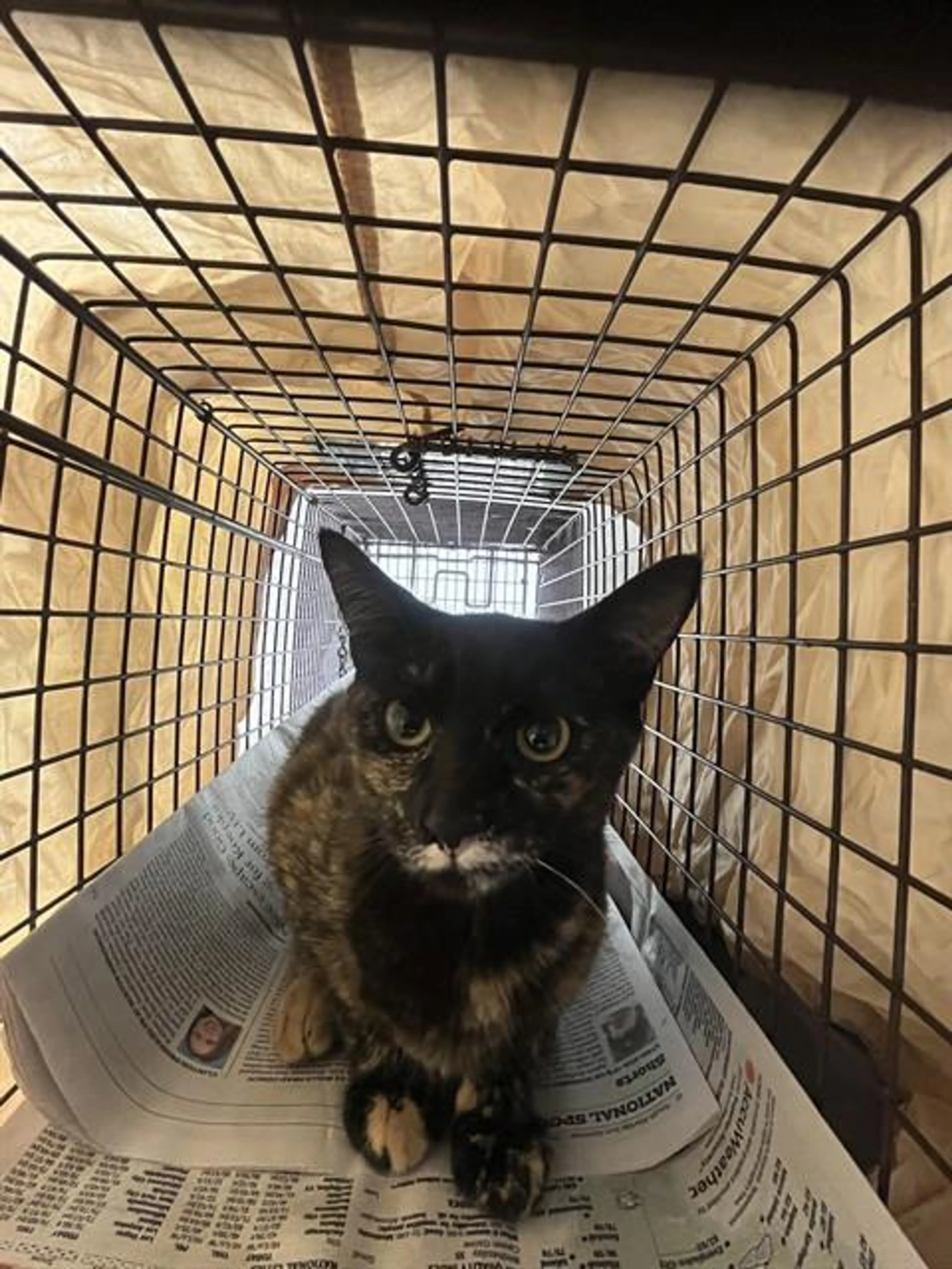 Found pet