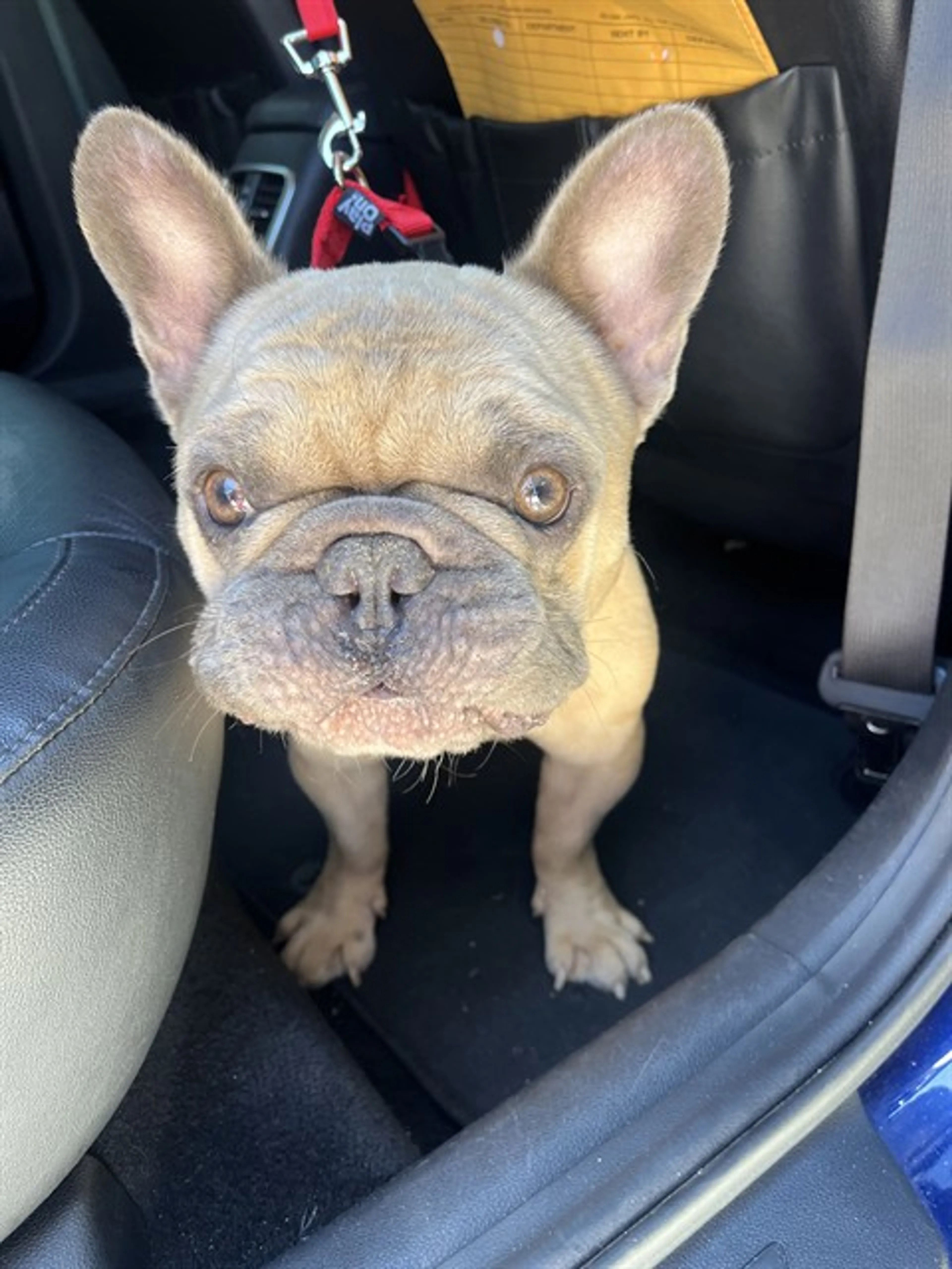 Found pet