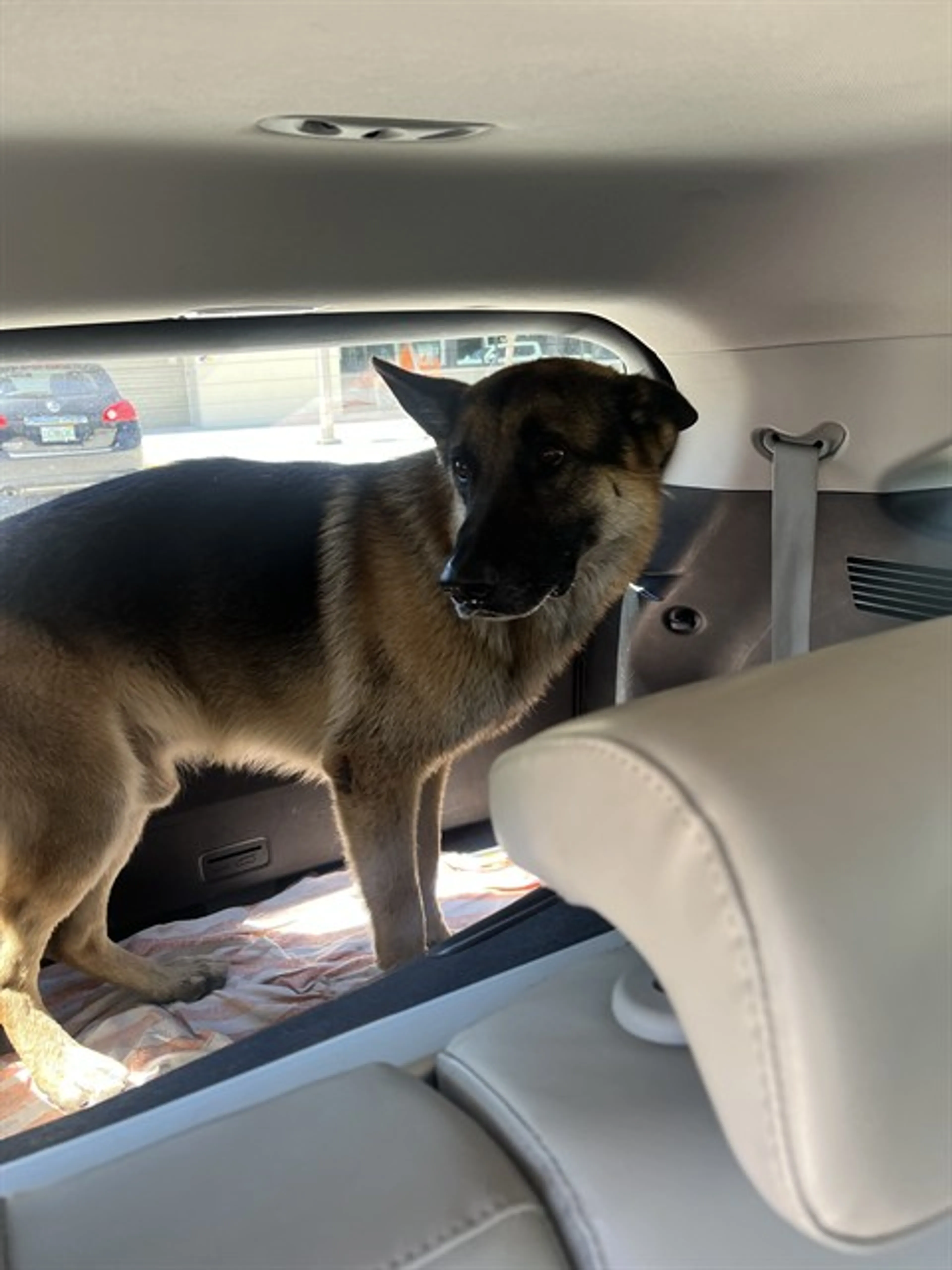 Found pet