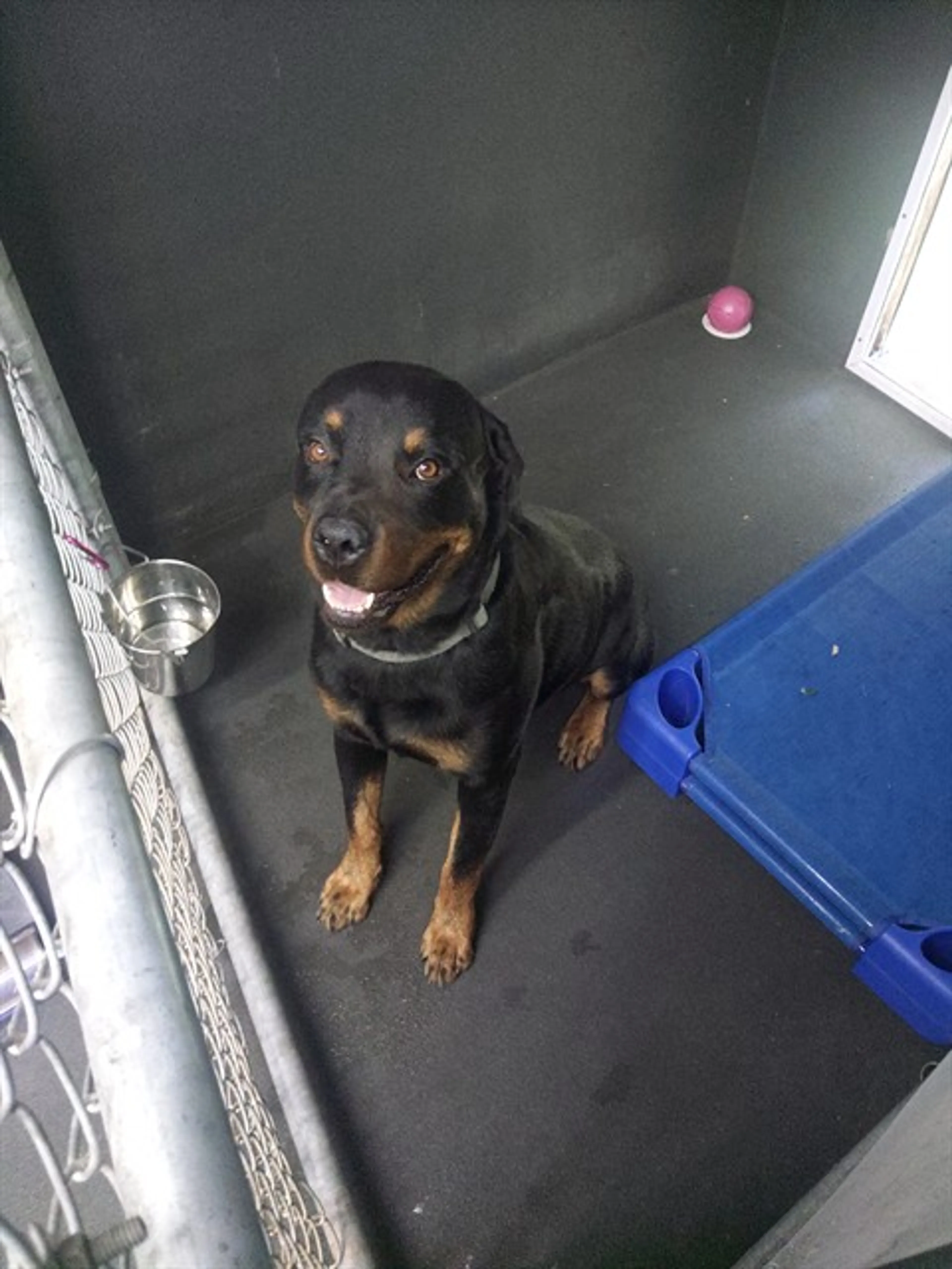 Found pet