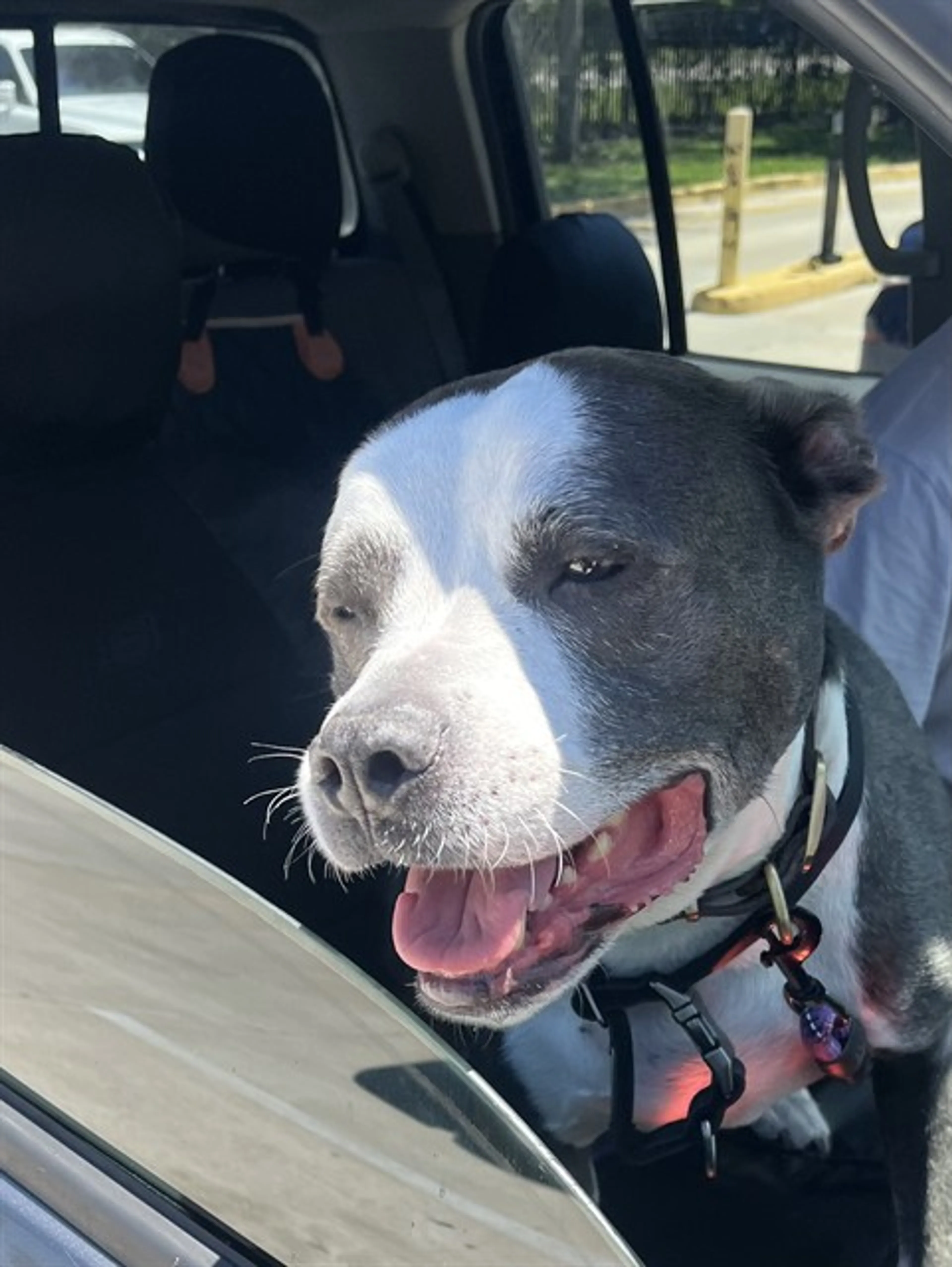 Found pet