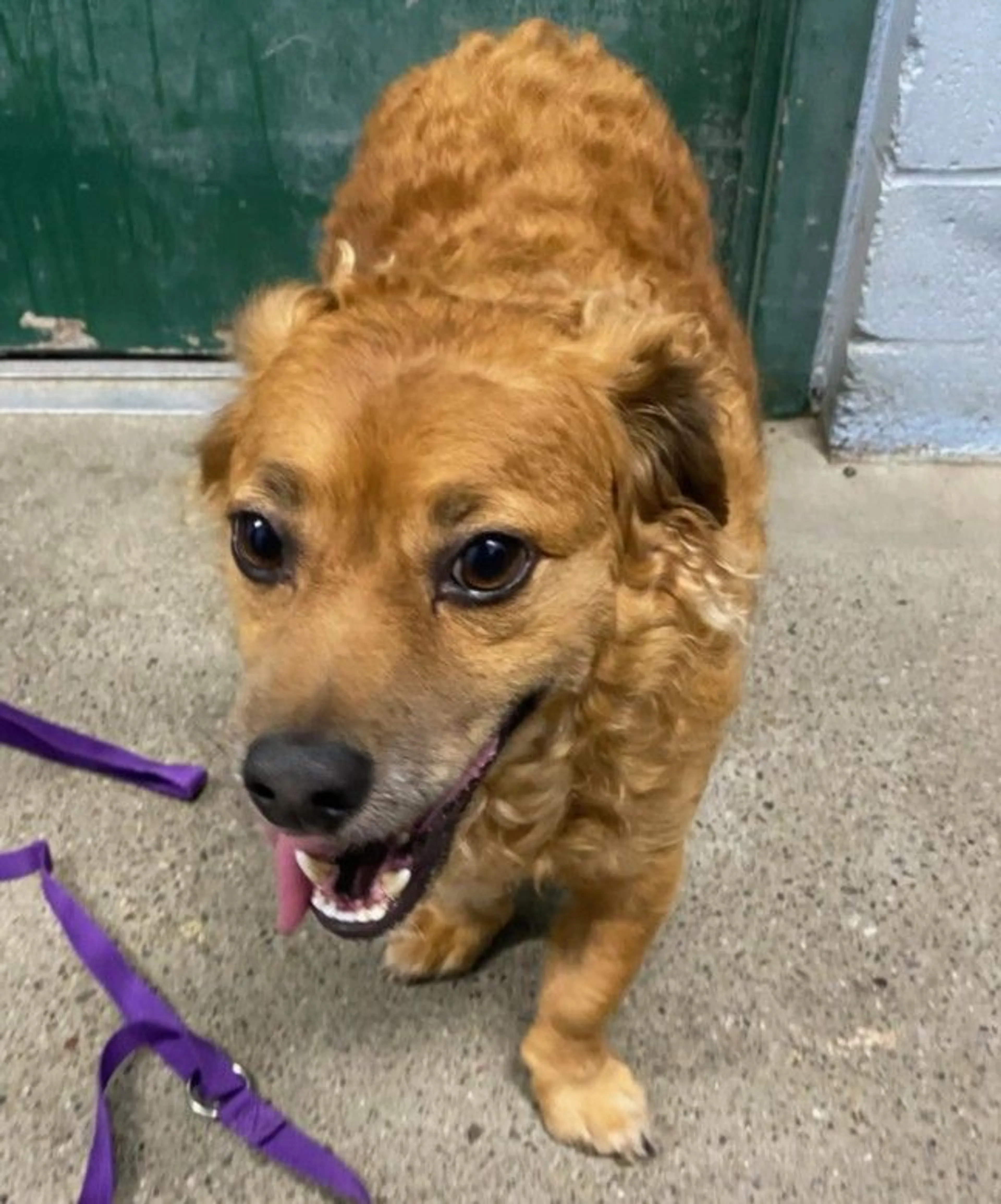 Found pet