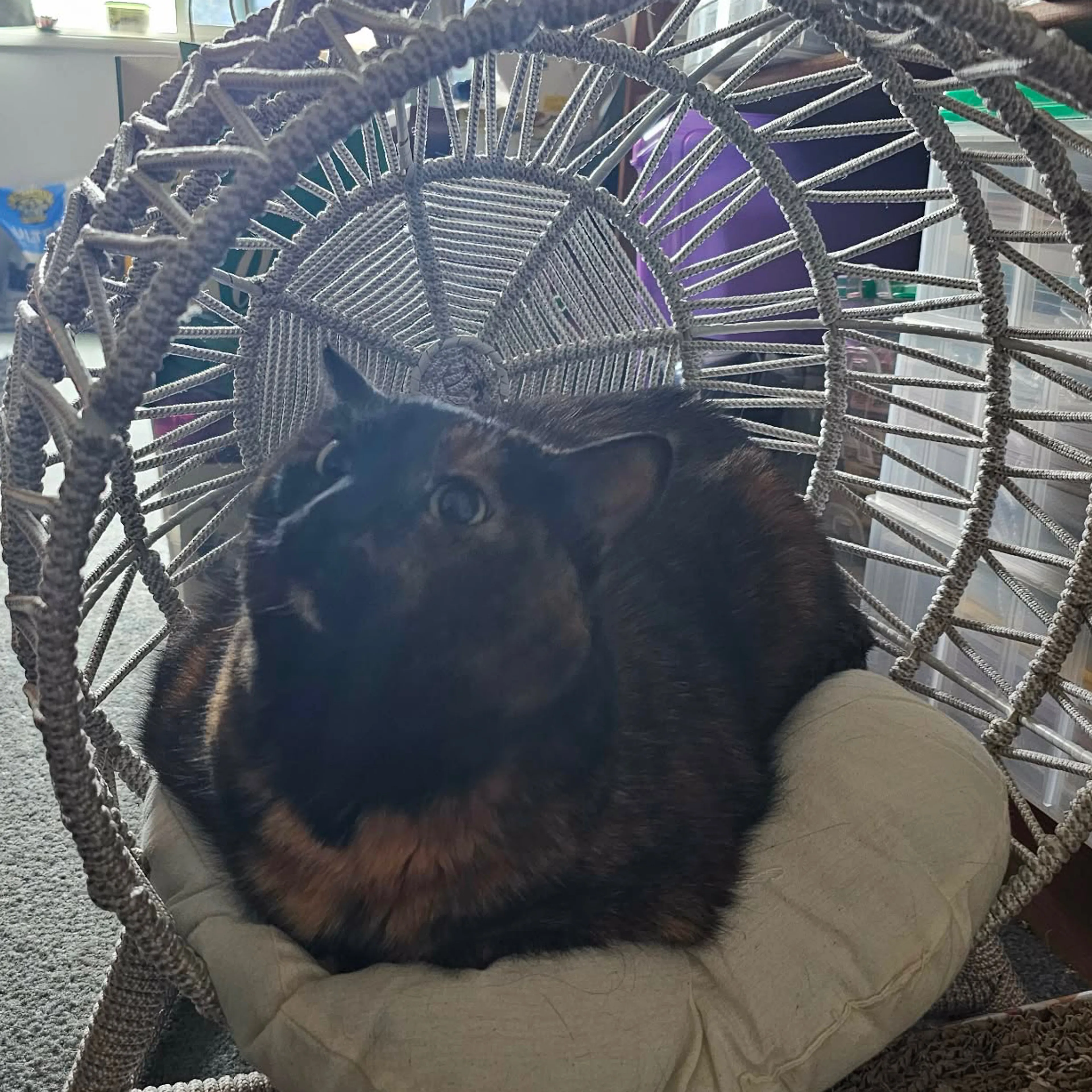 Lost pet-1