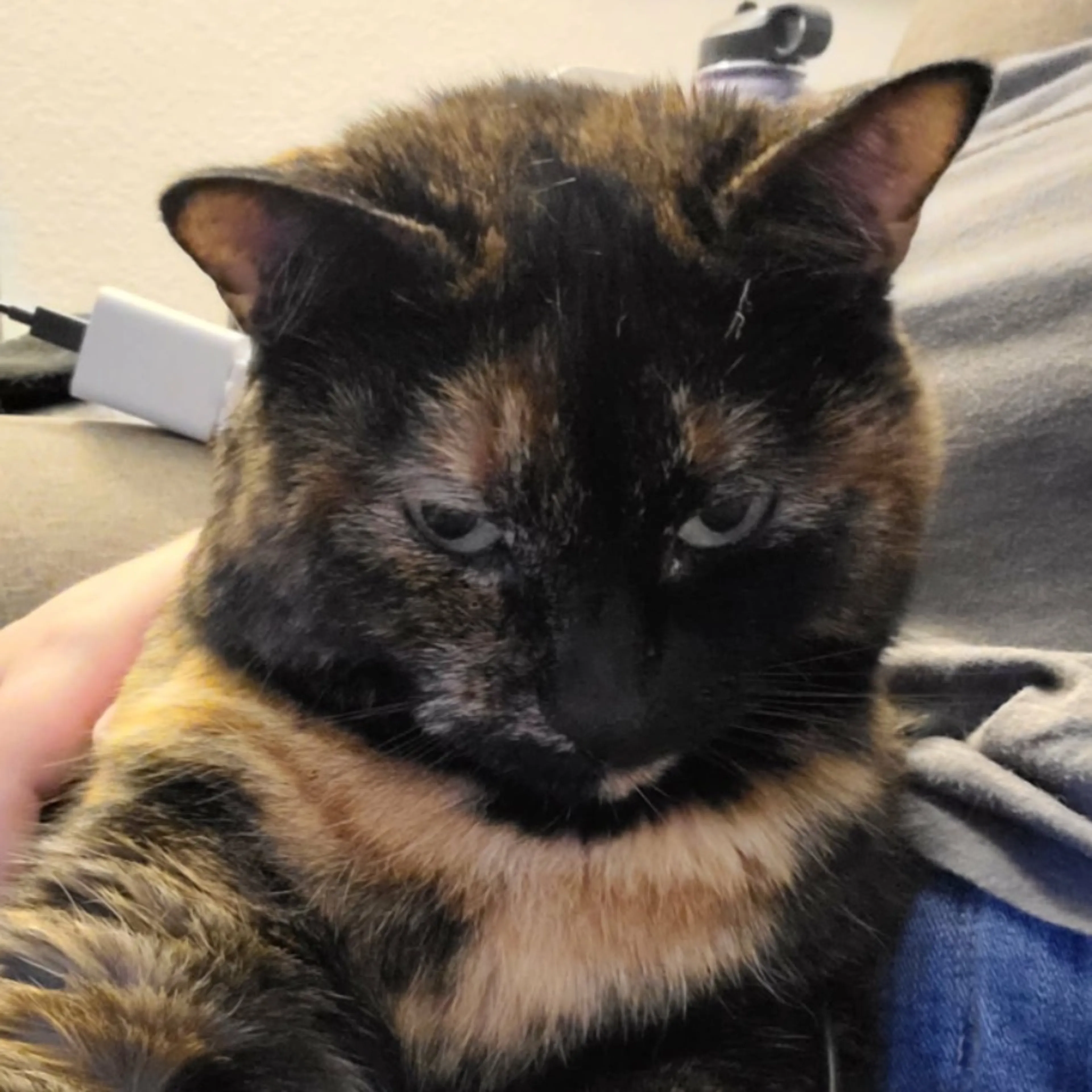 Lost pet-0