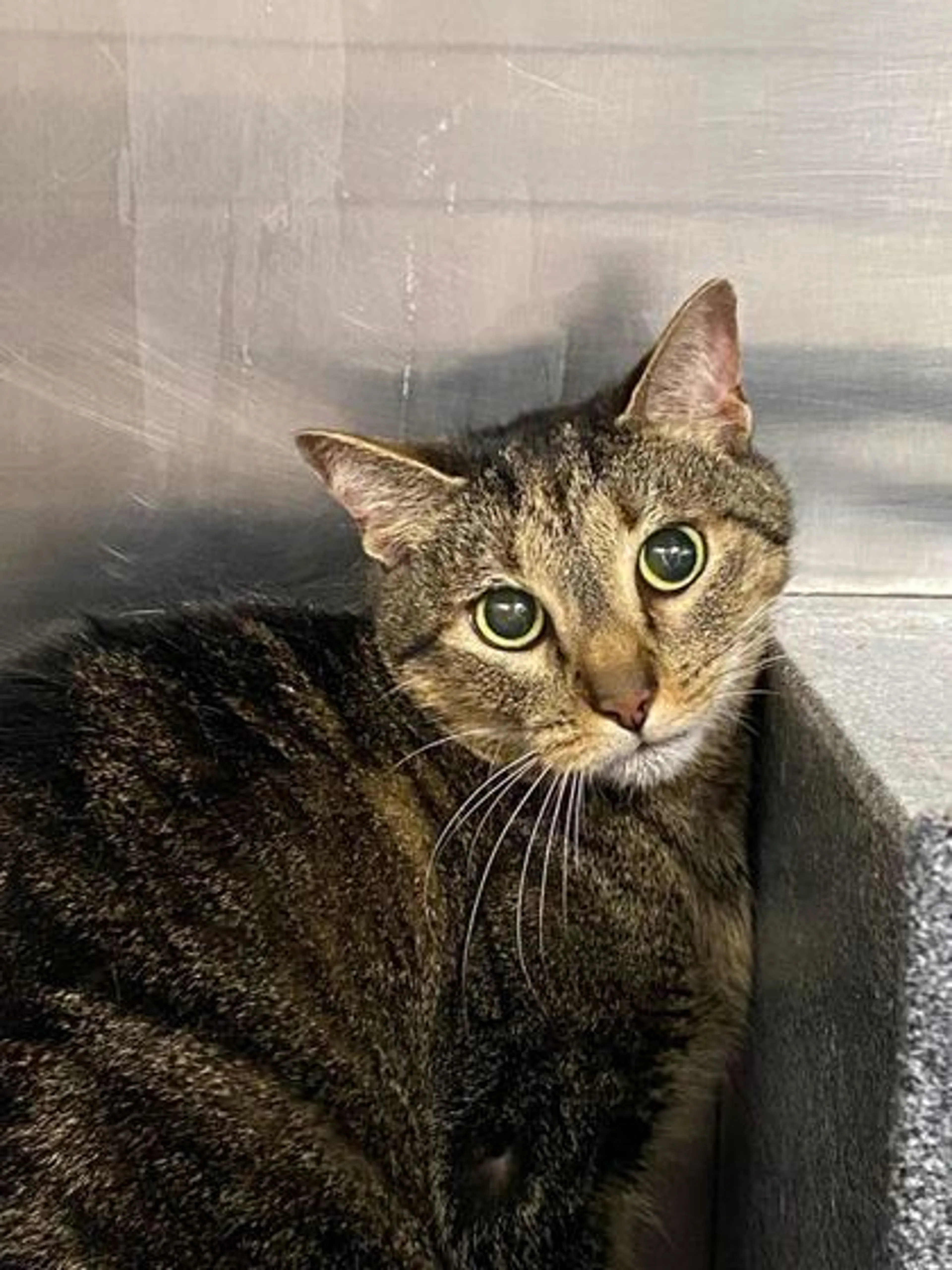 Found pet