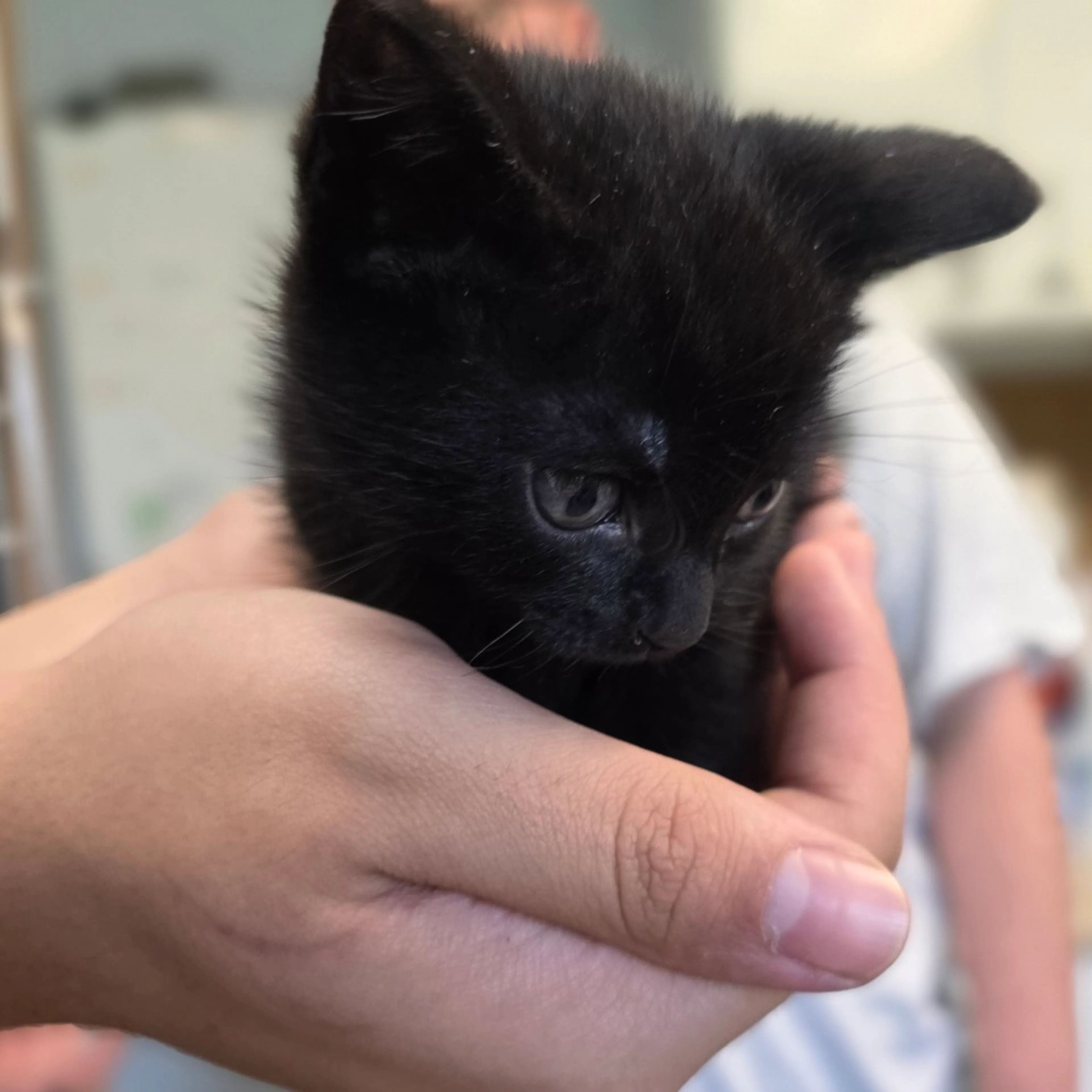 Found pet