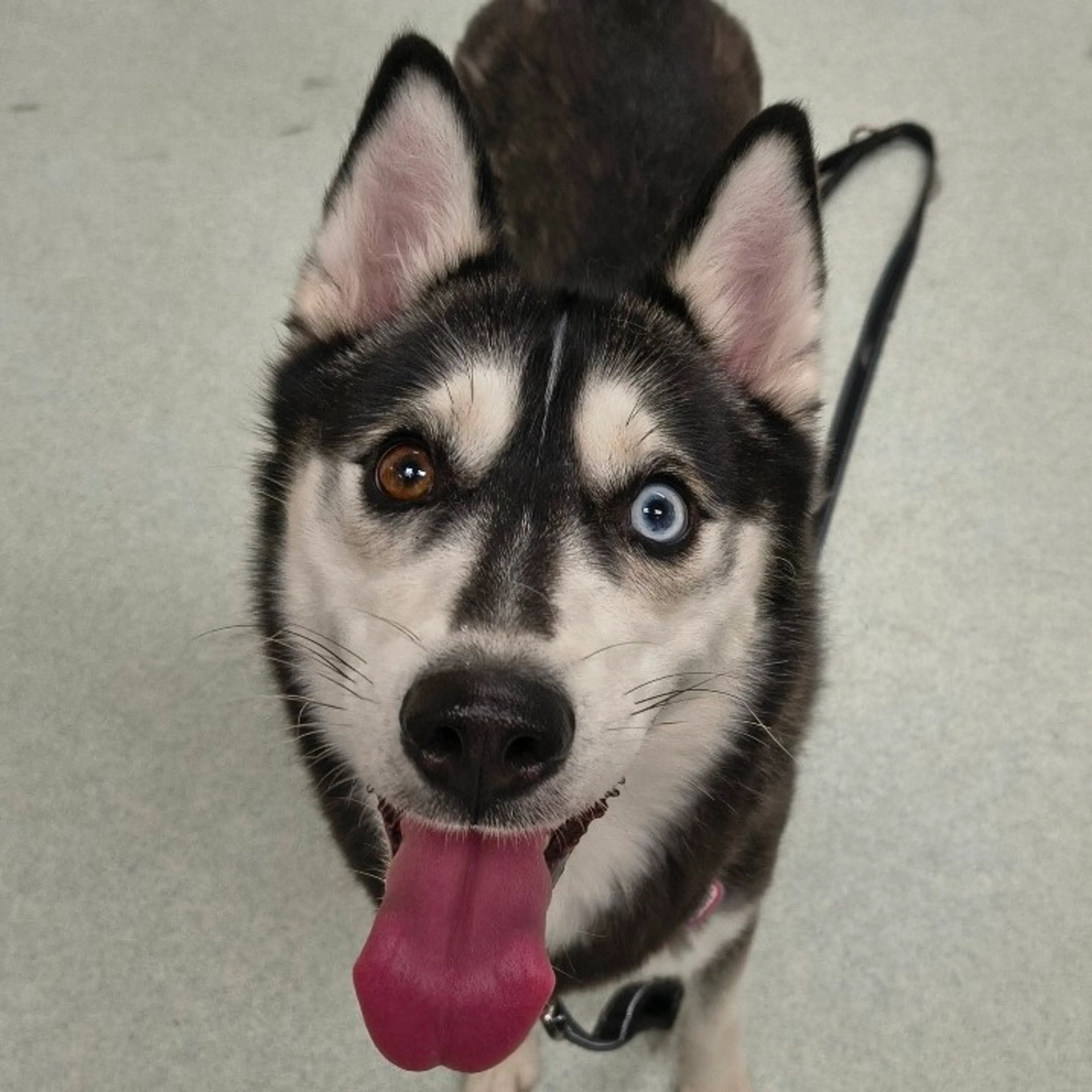 Found pet-0