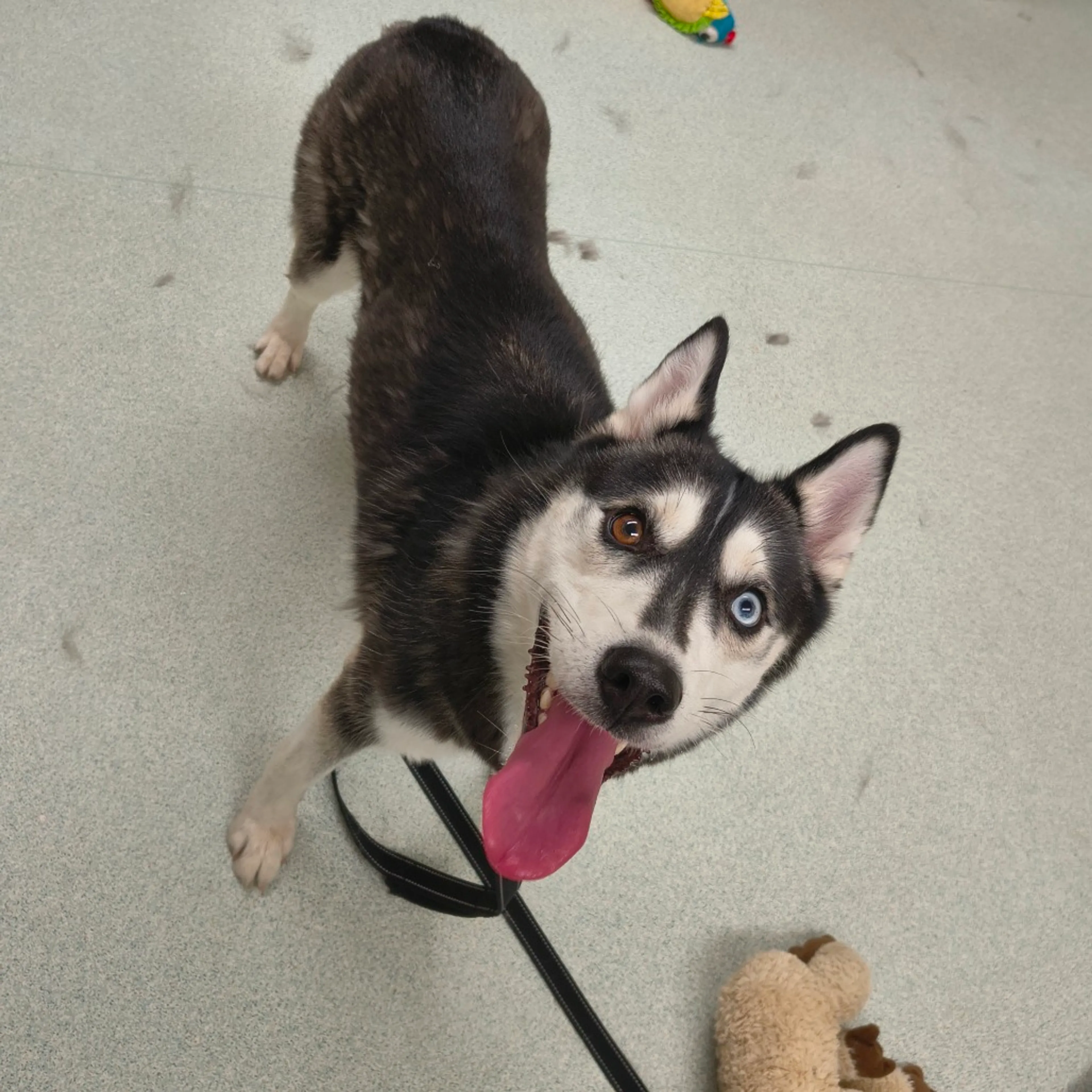 Found pet-1
