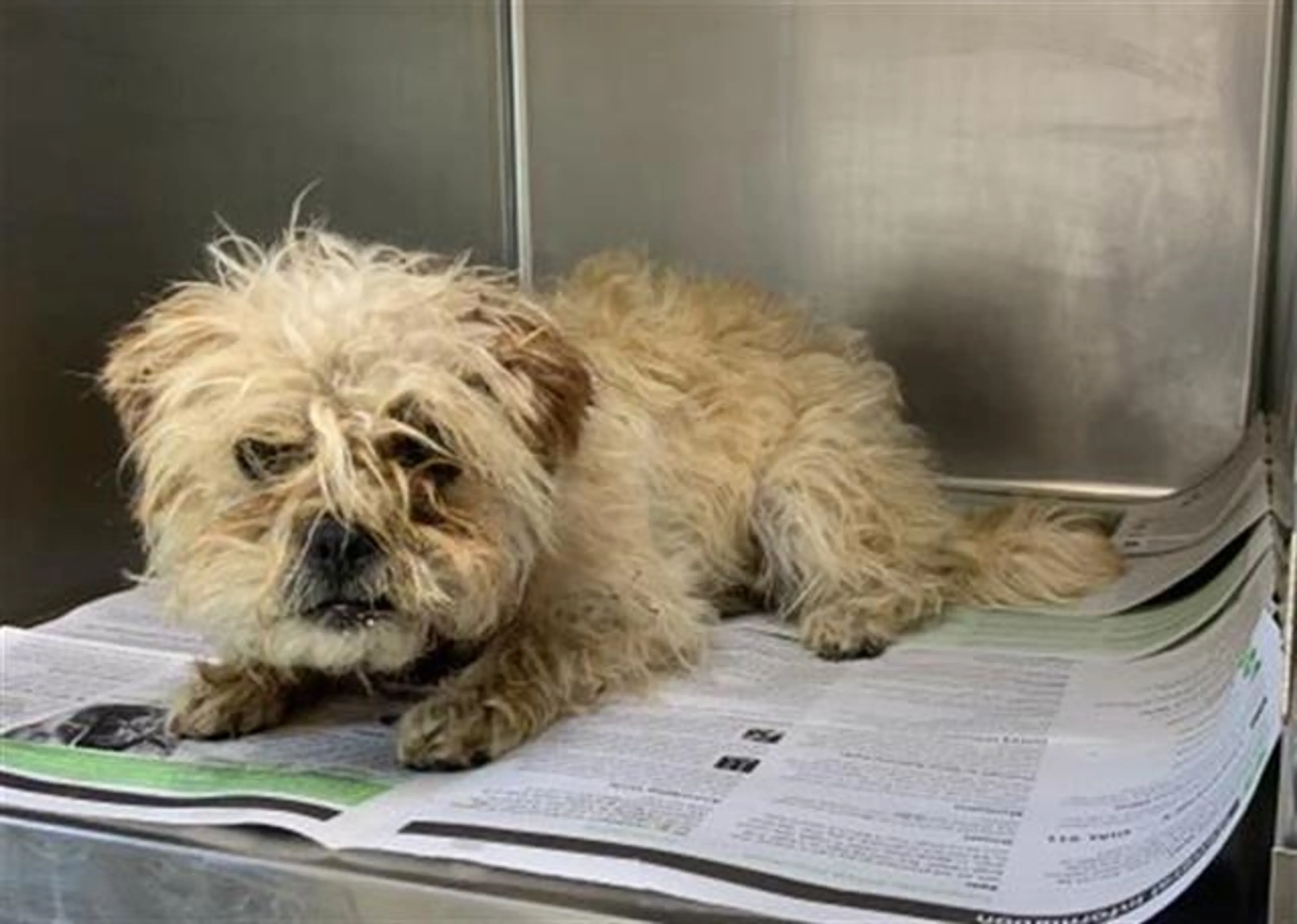 Found pet