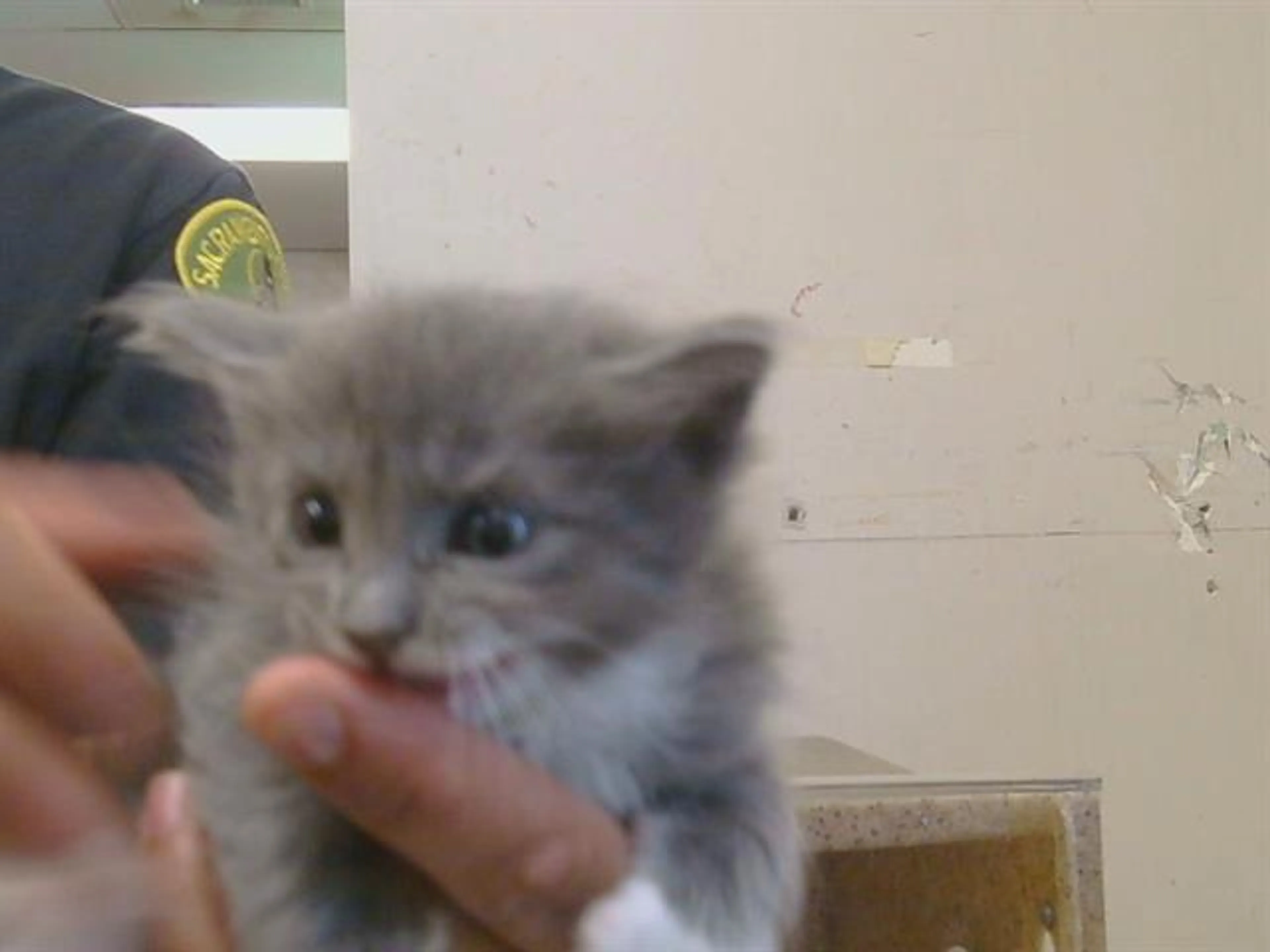 Found pet