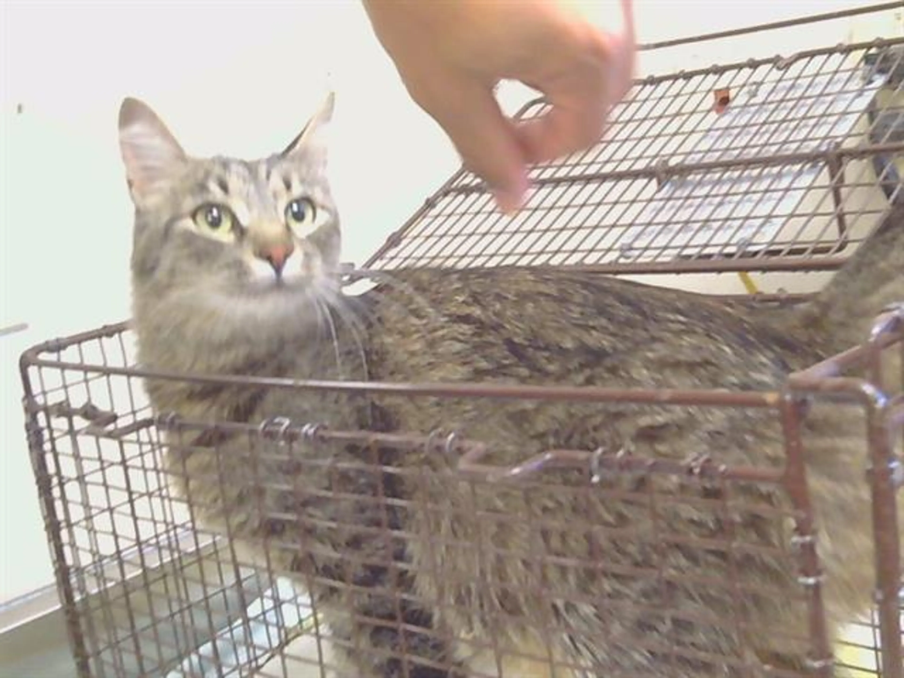 Found pet