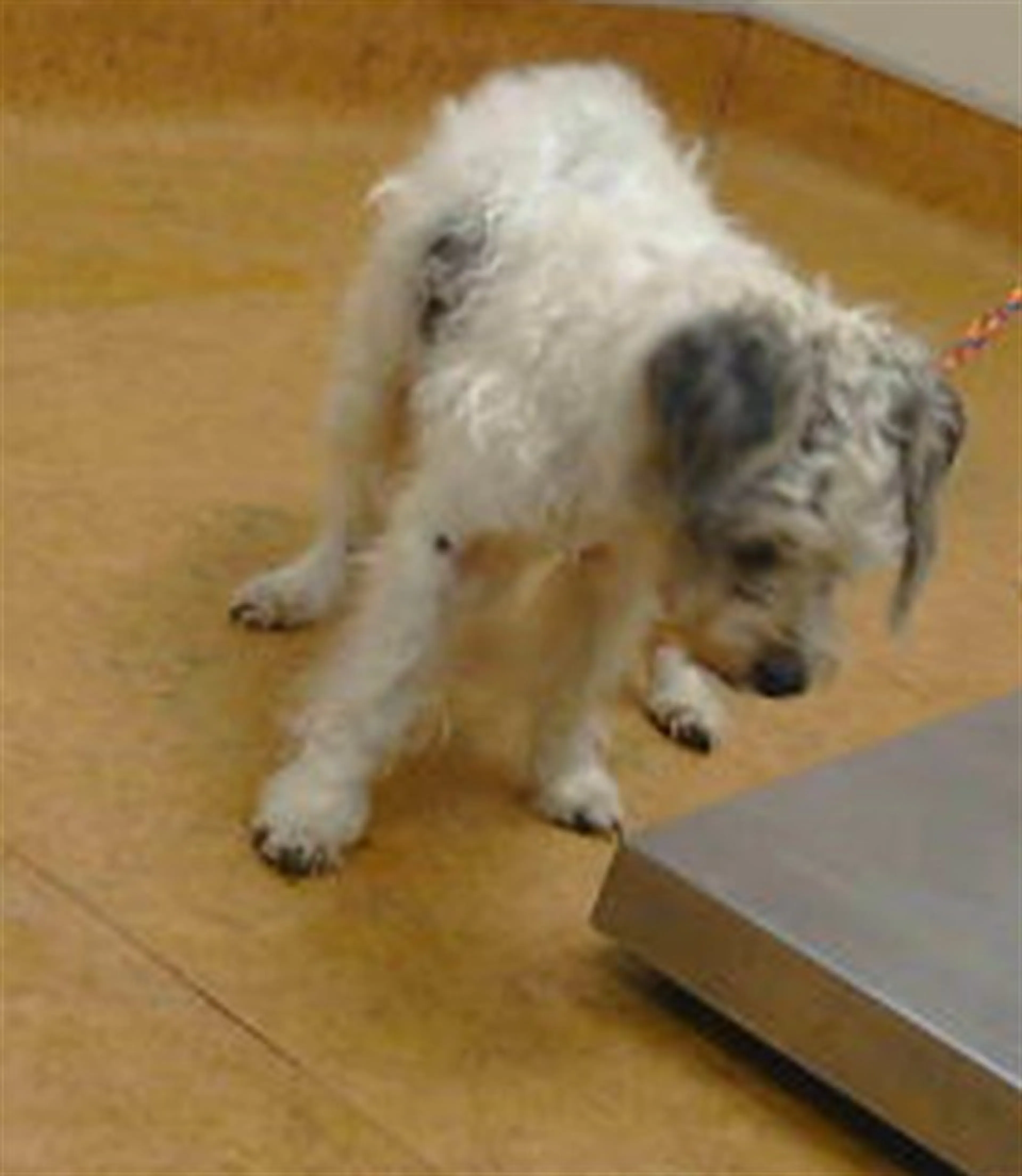 Found pet