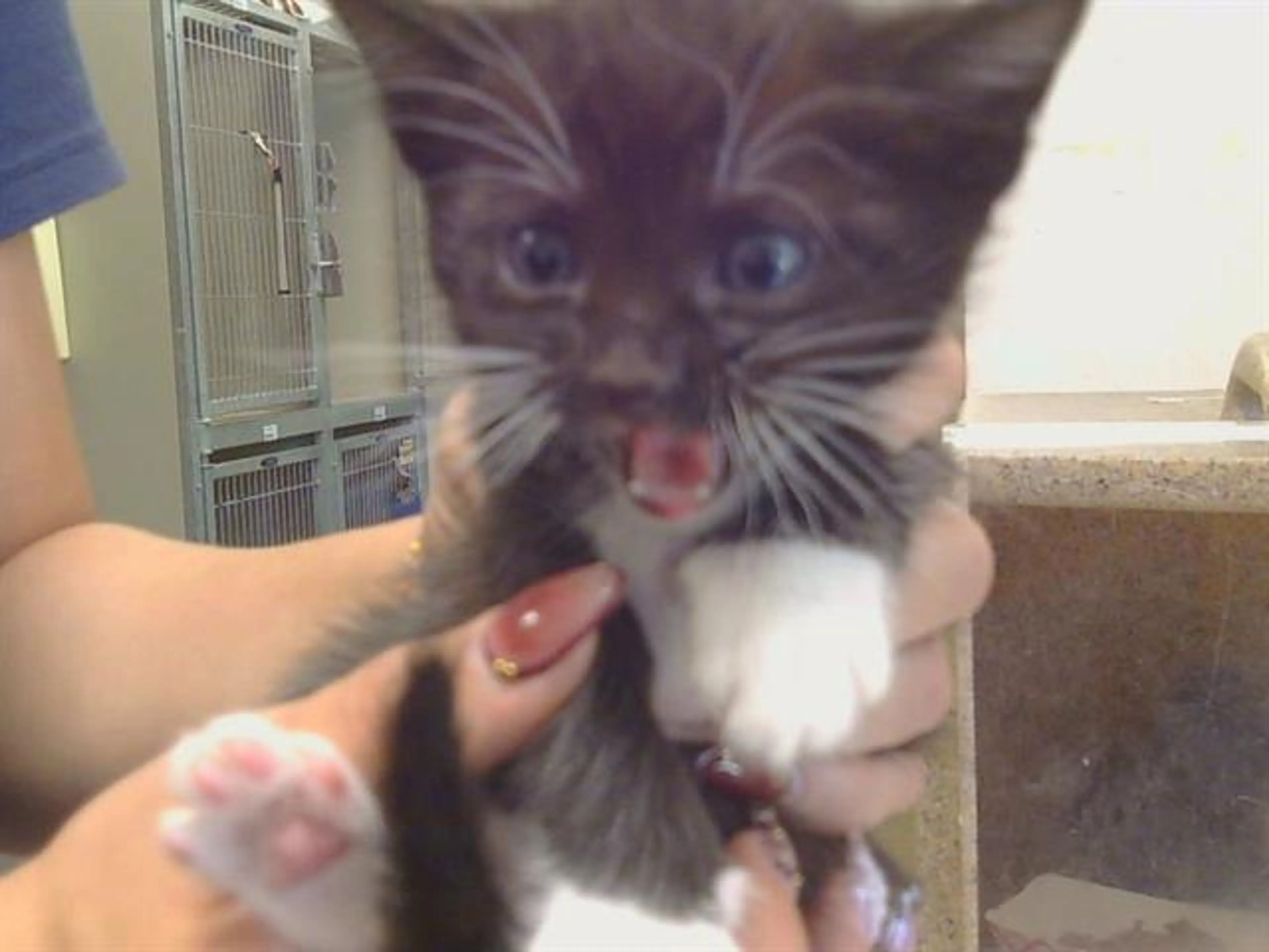Found pet