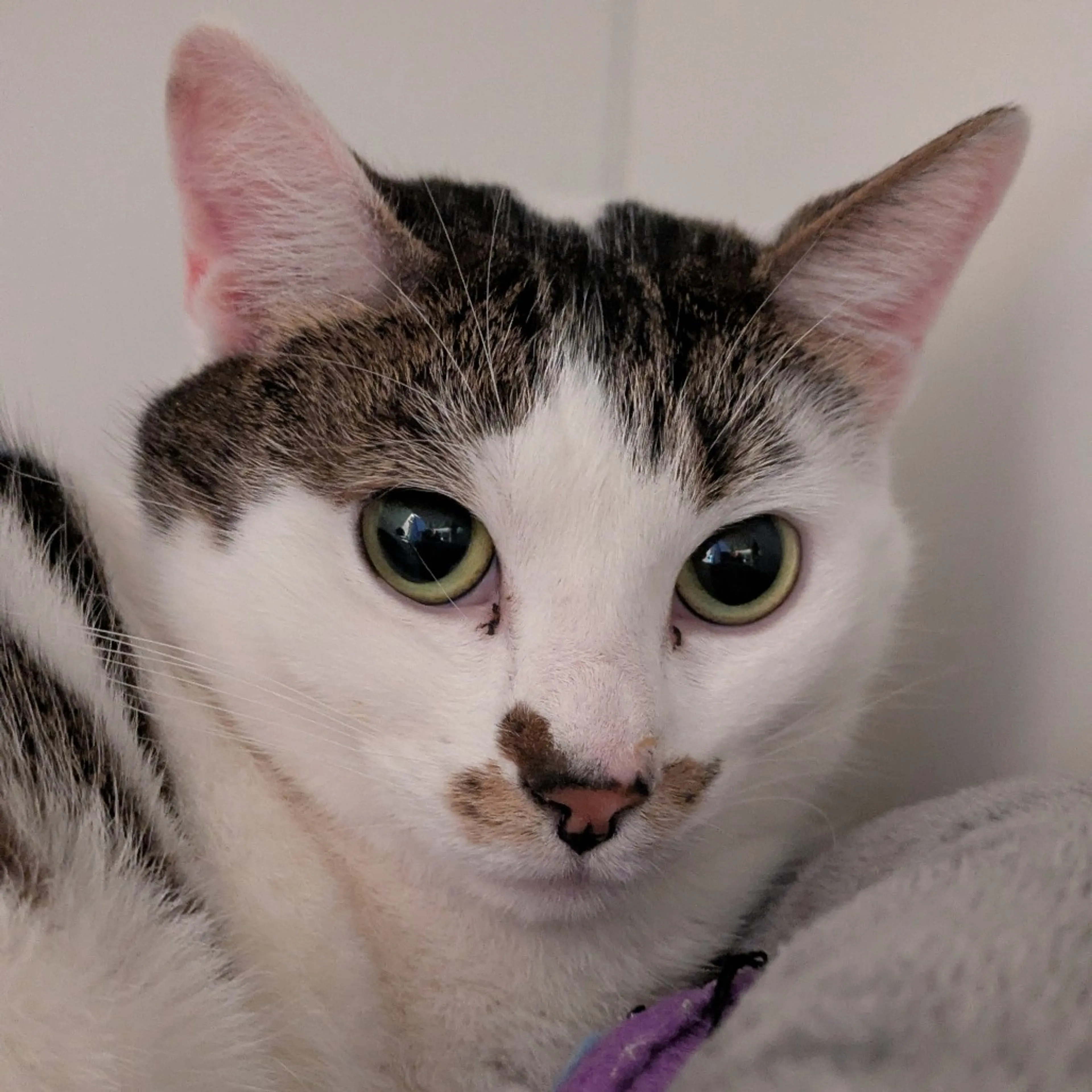 Found pet-1