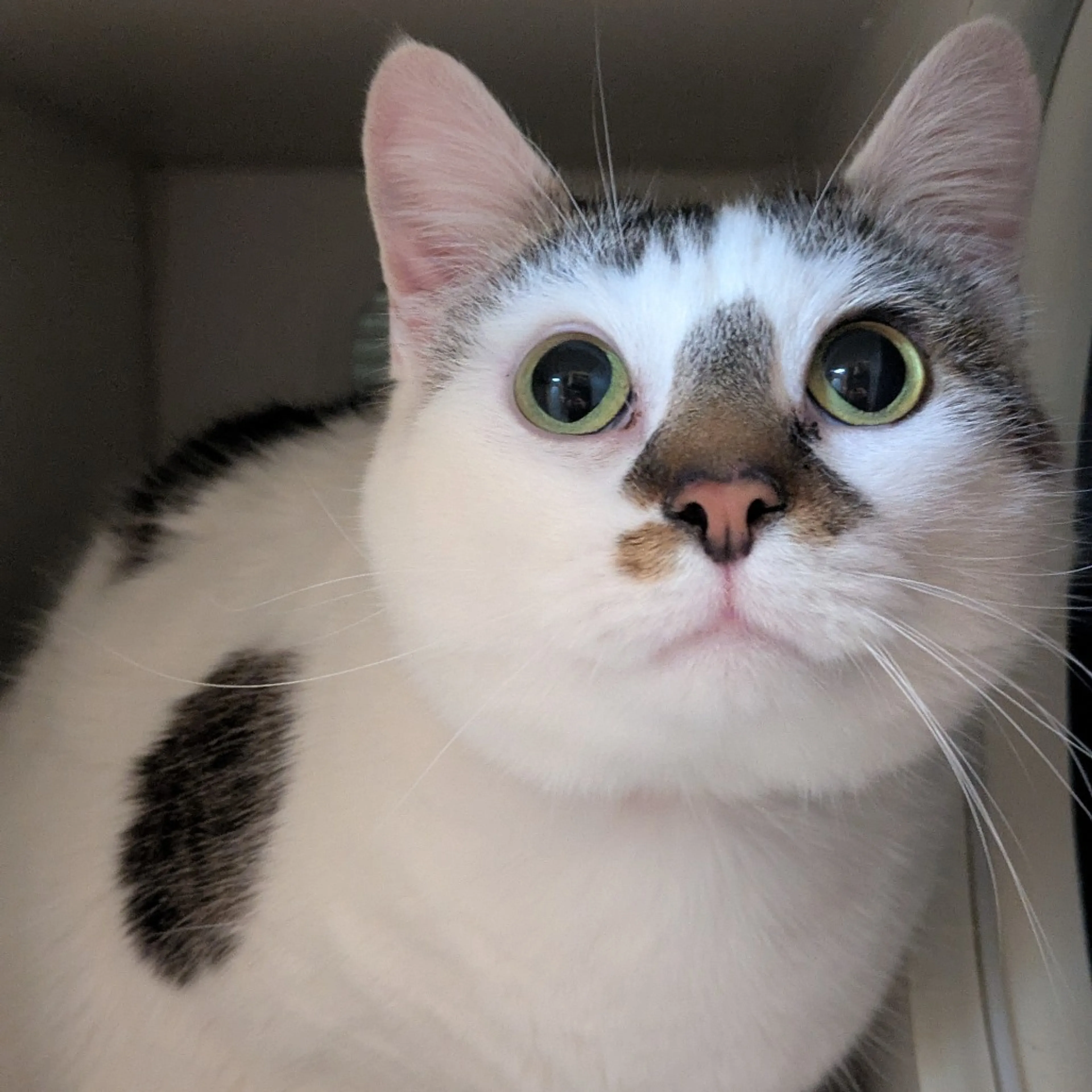 Found pet