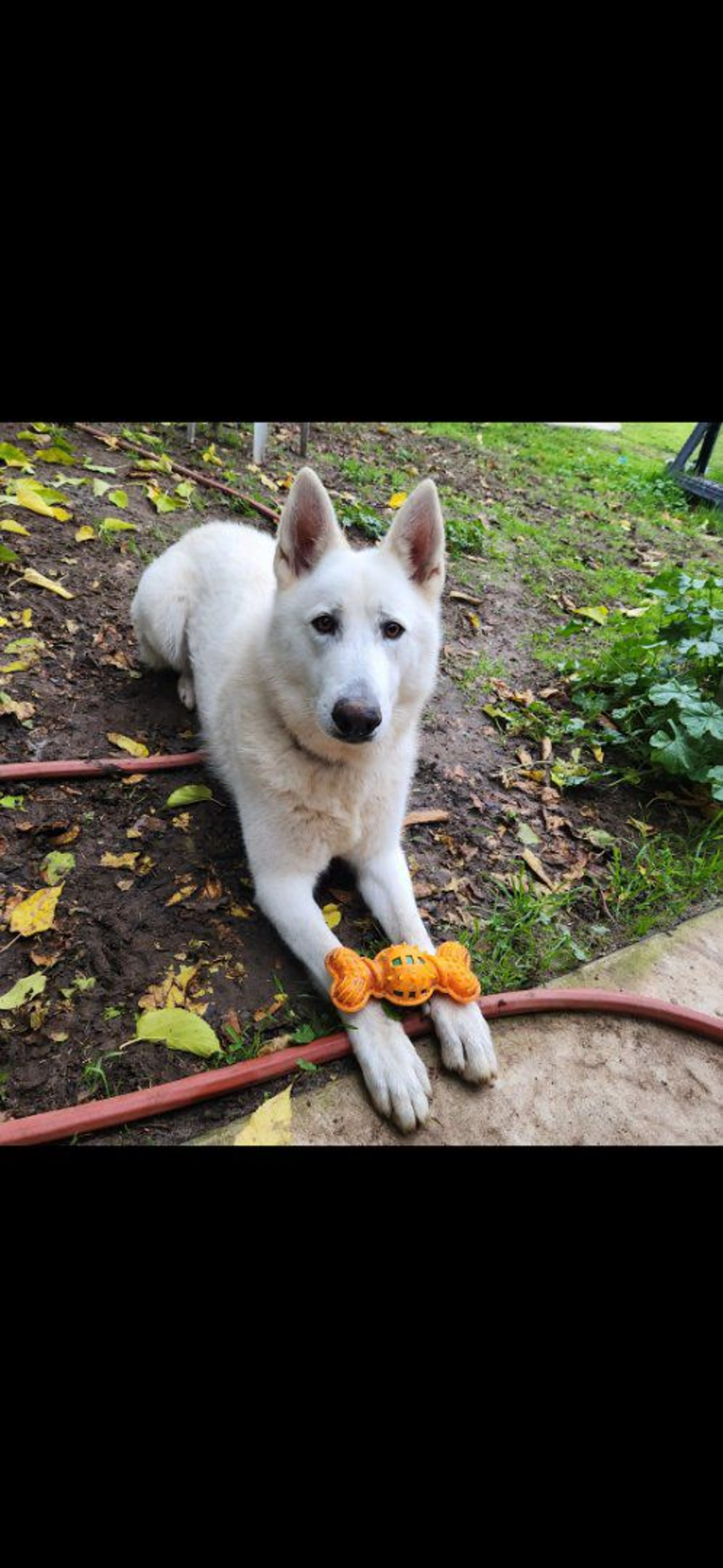 Lost pet