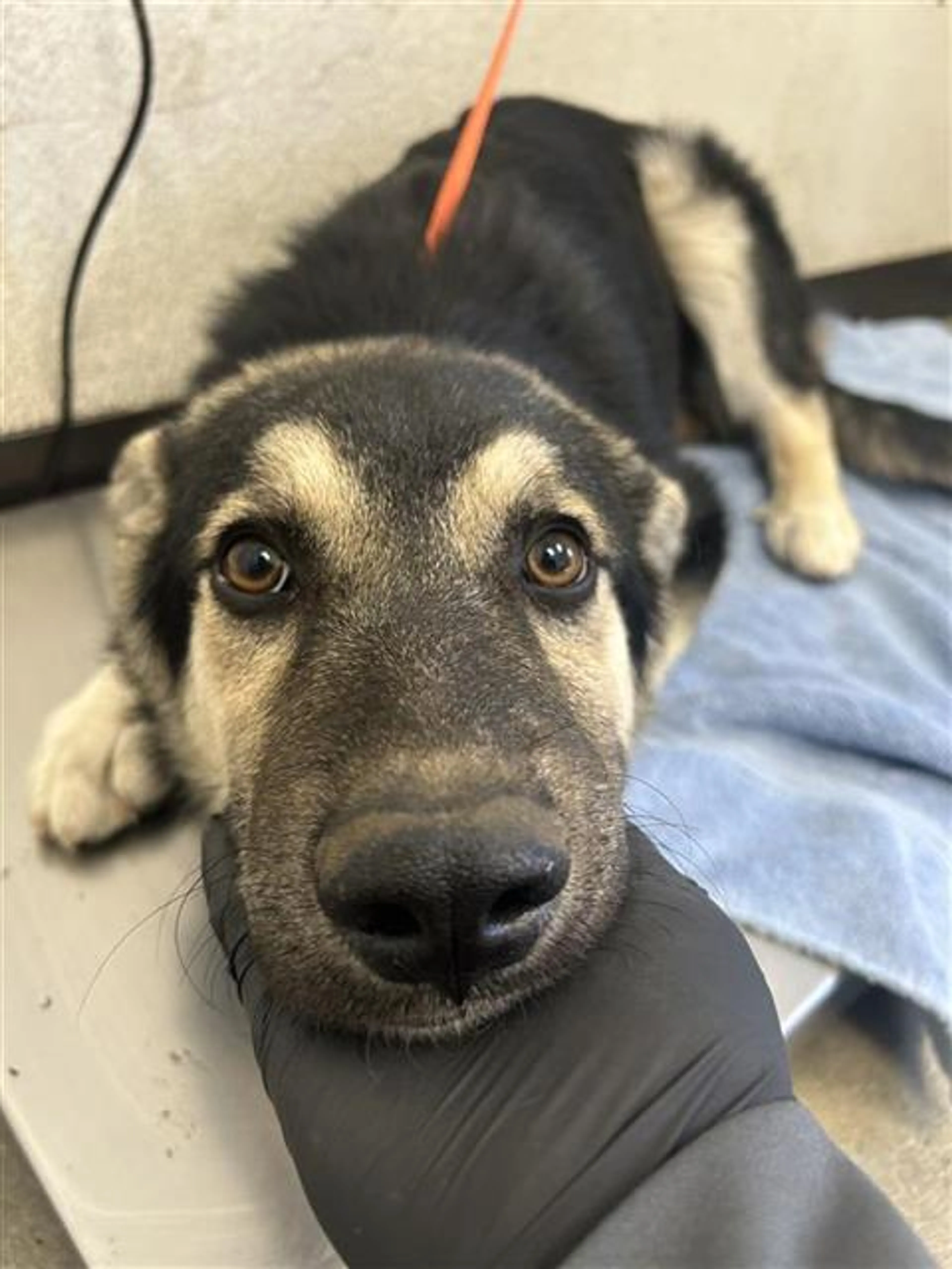 Found pet