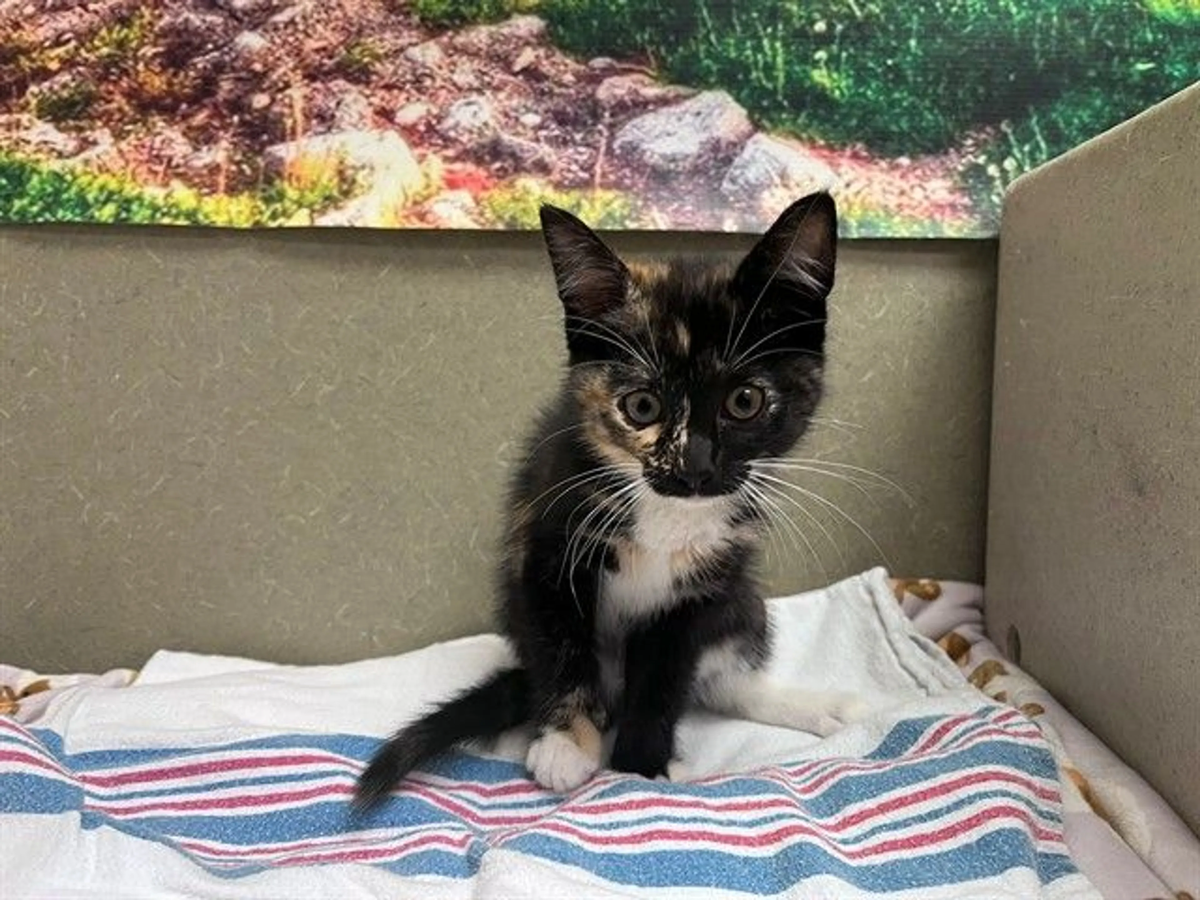 Found pet