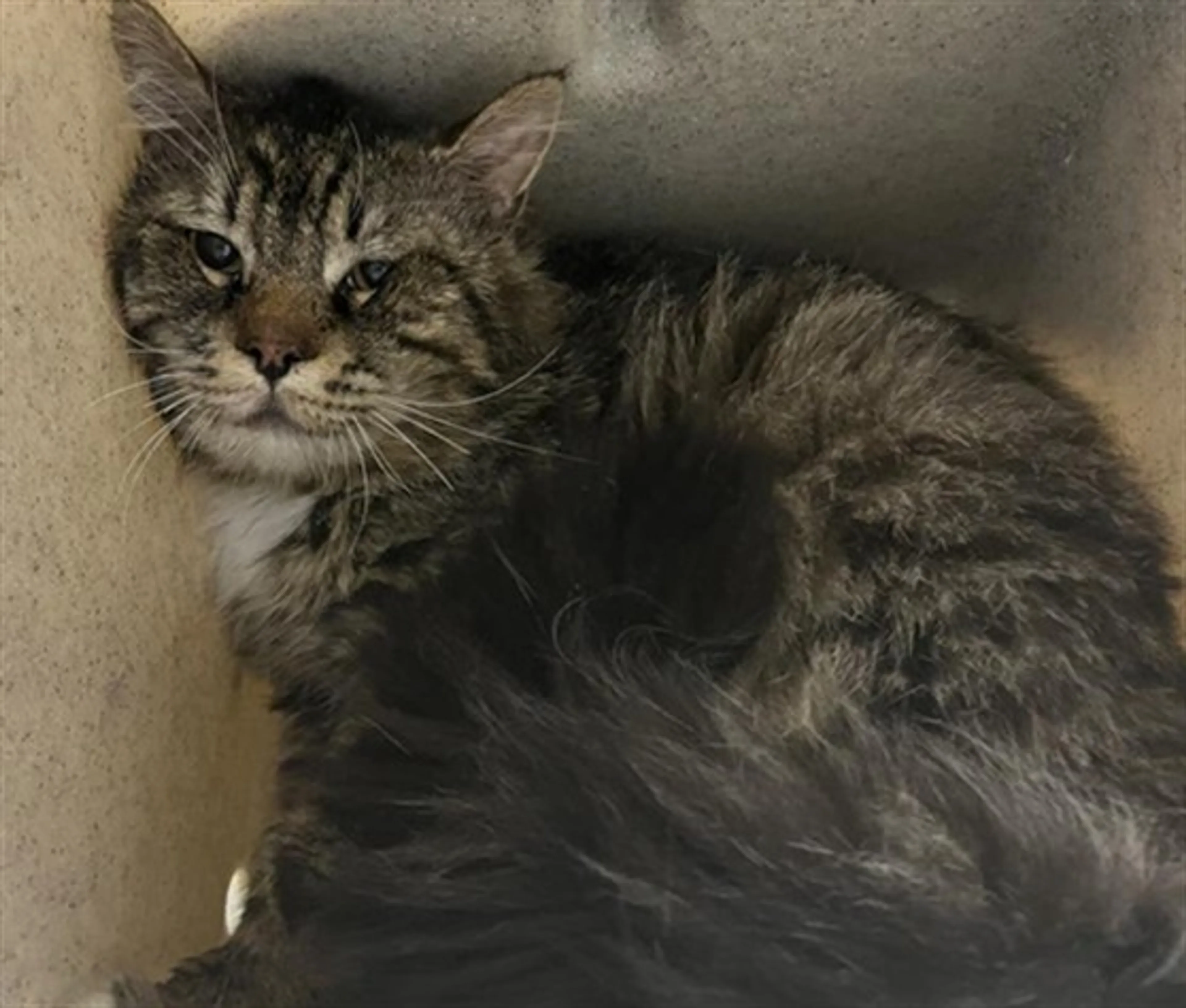 Found pet