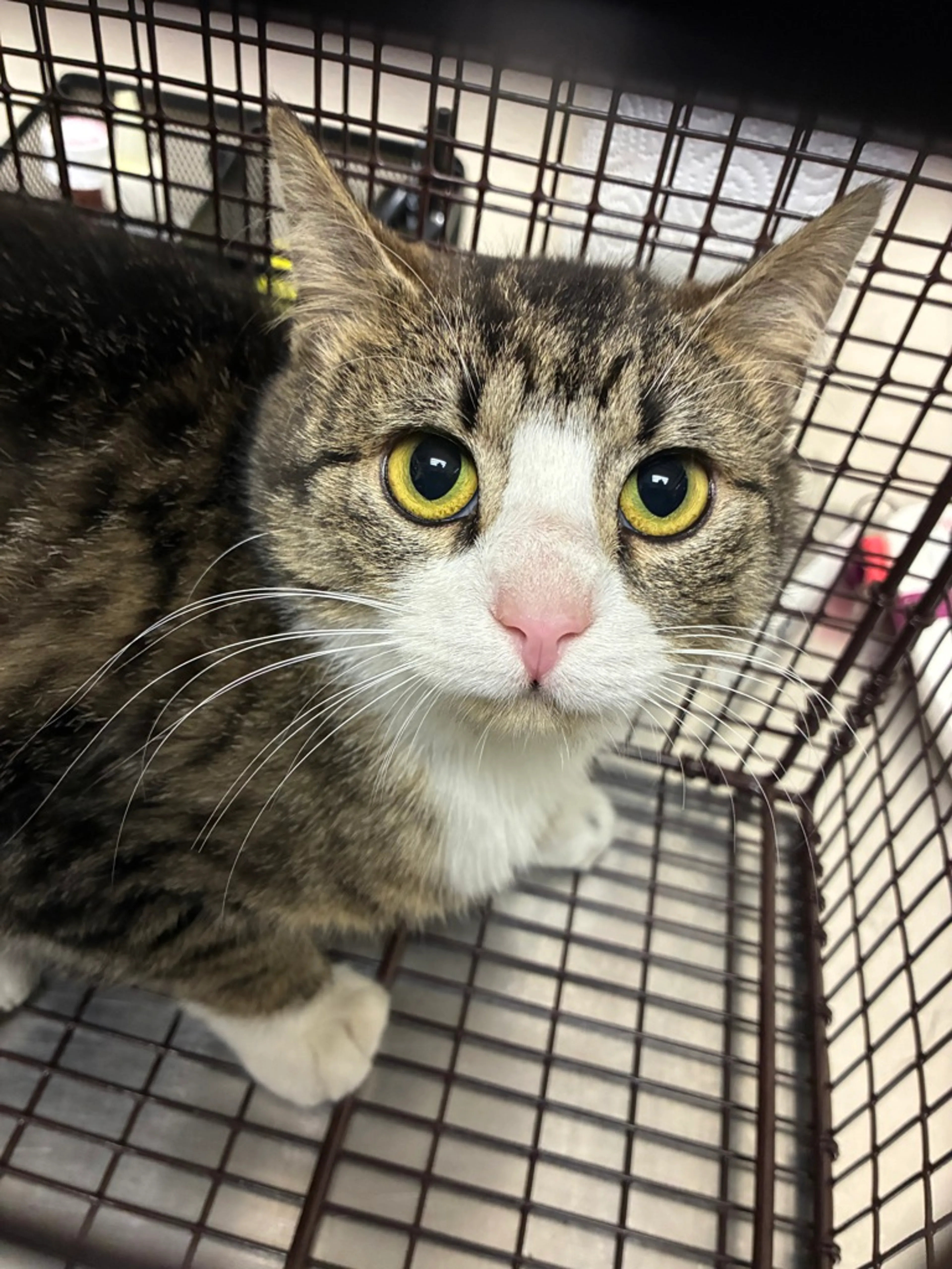 Found pet