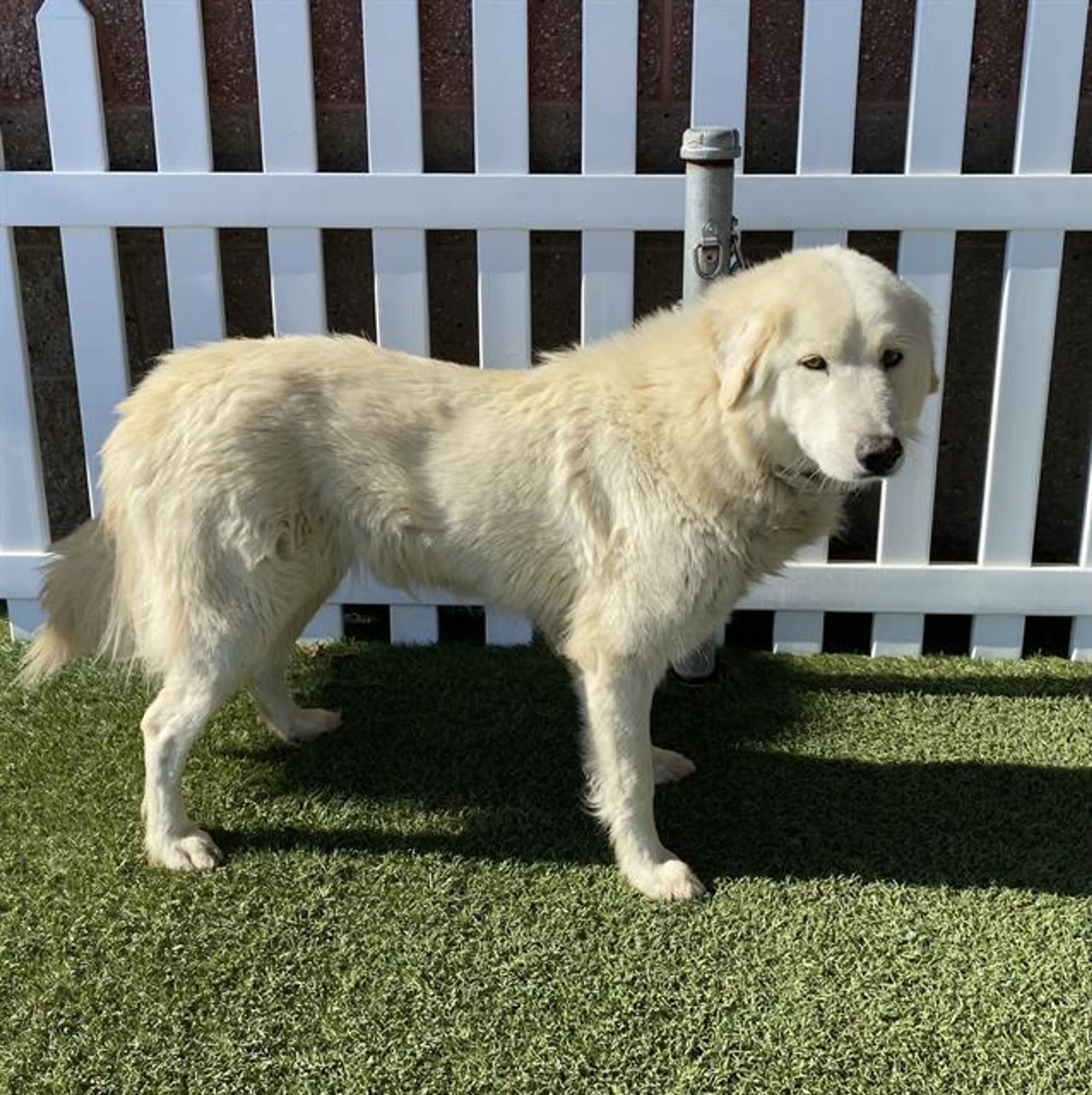 Found pet