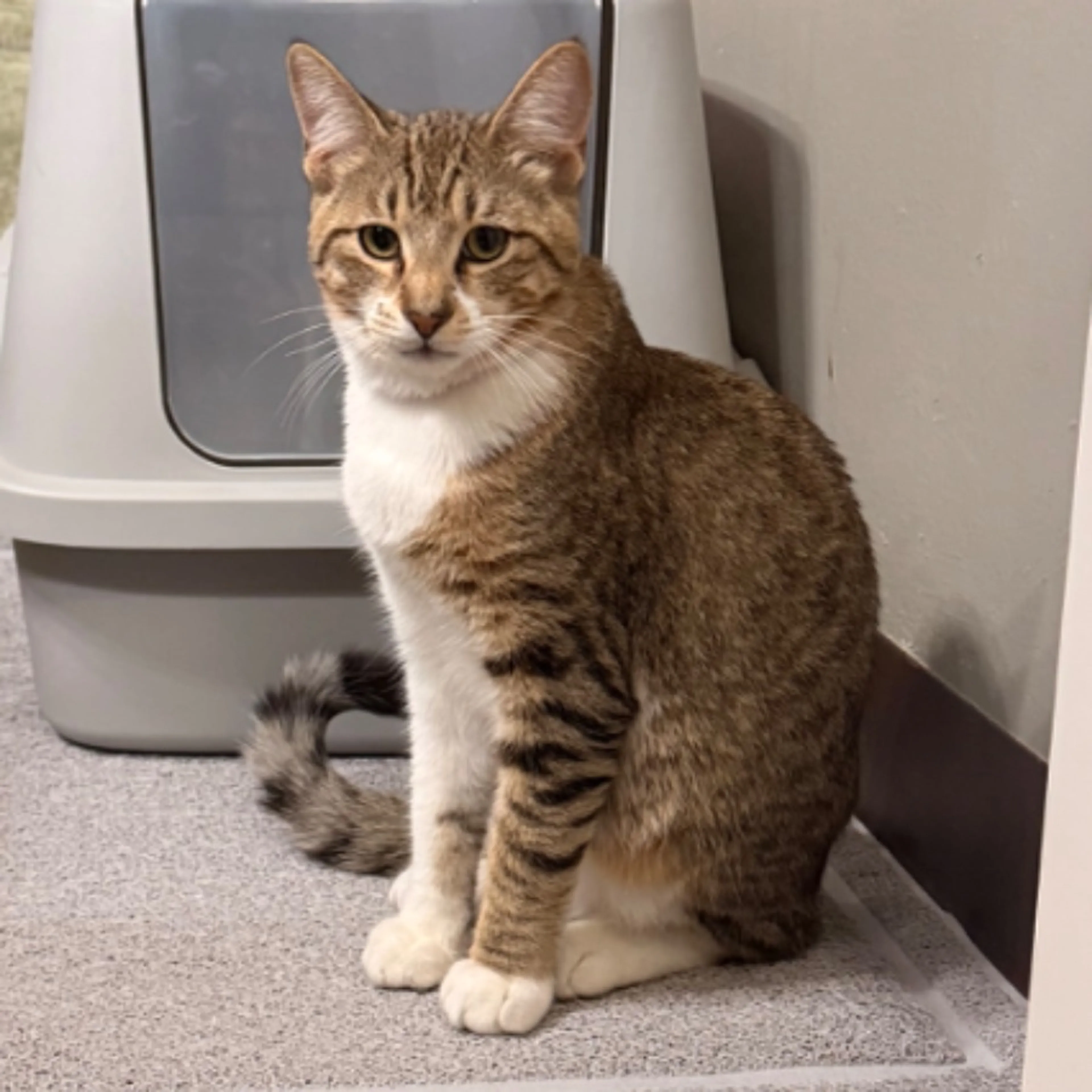 Lost pet