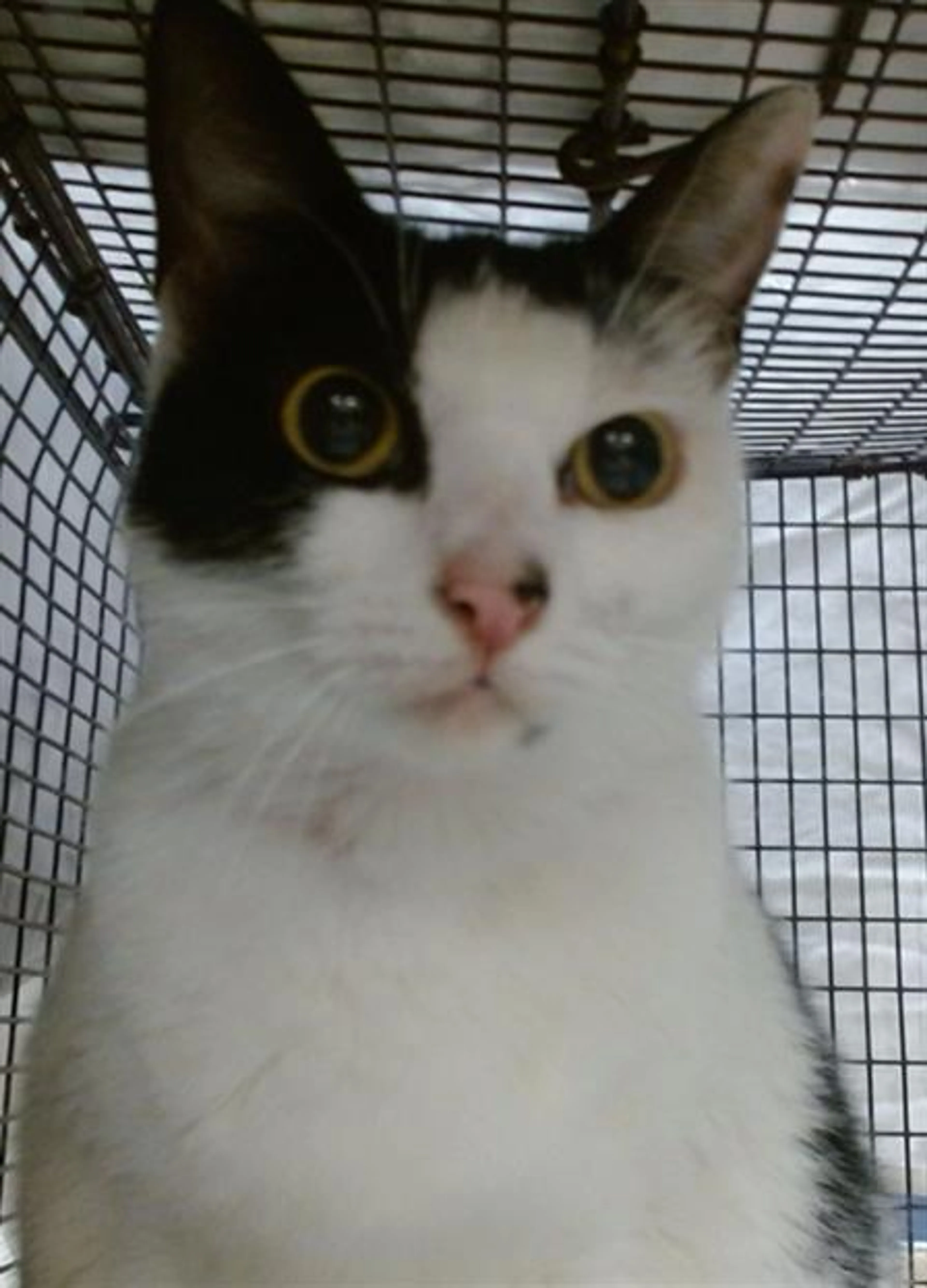 Found pet