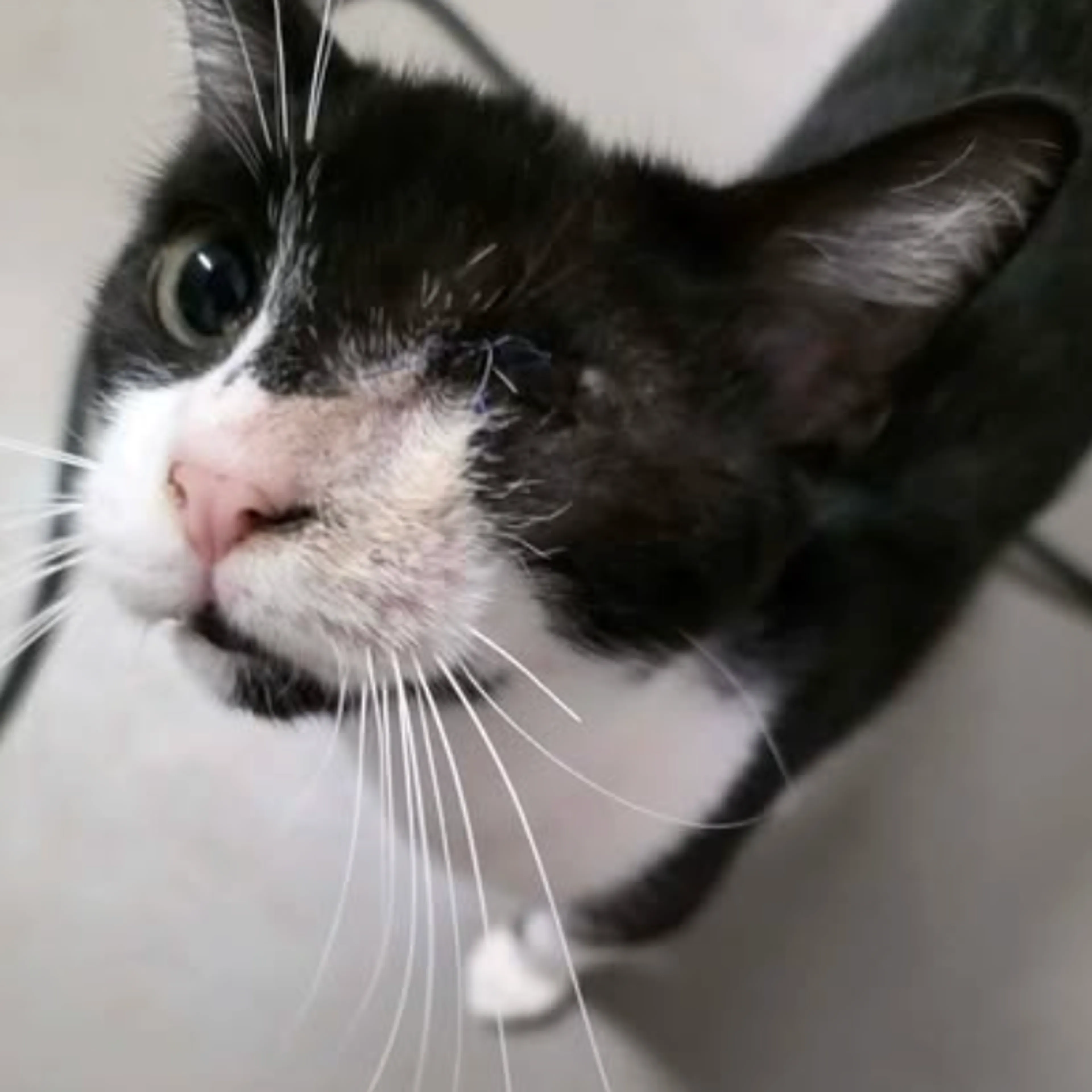 Found pet