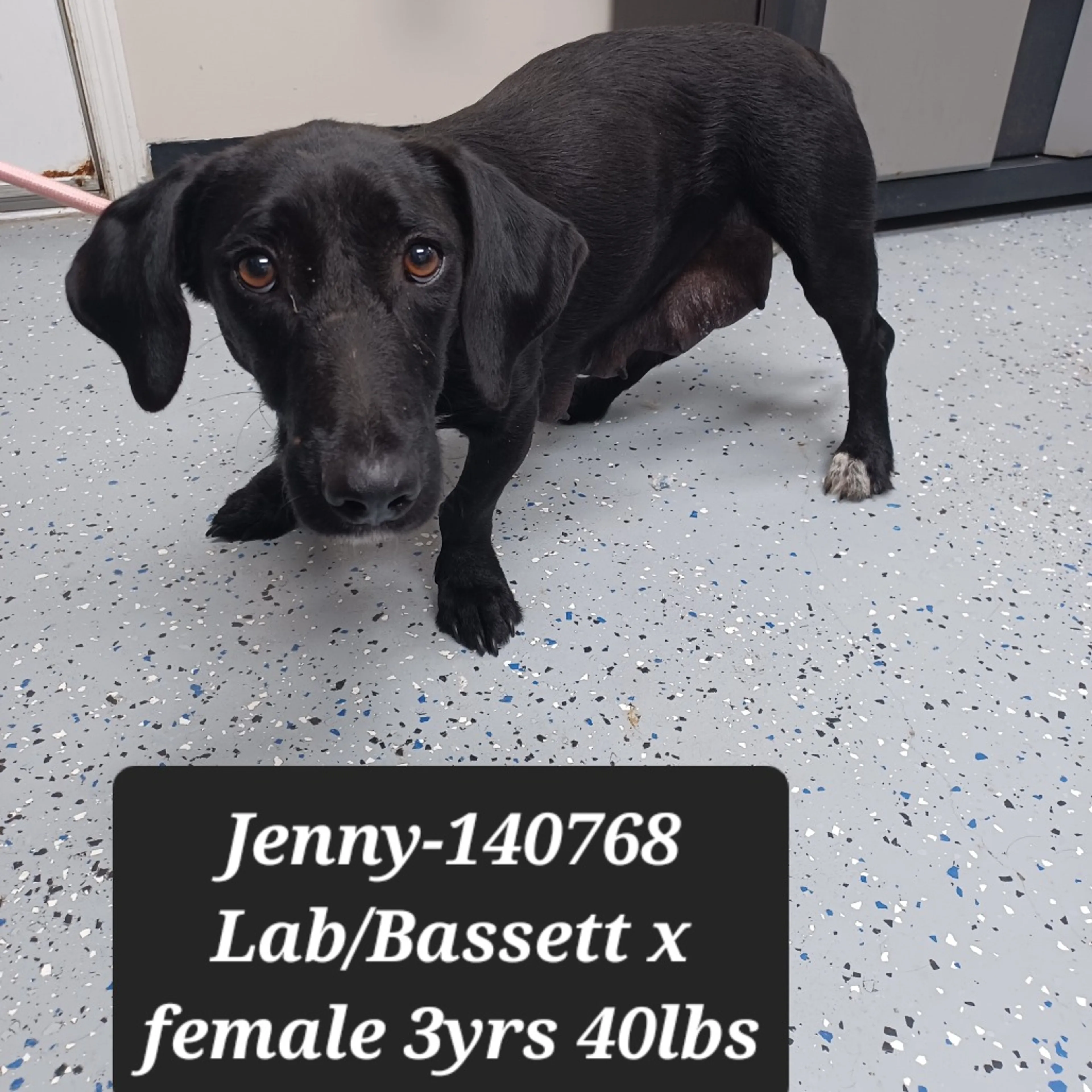 Found pet