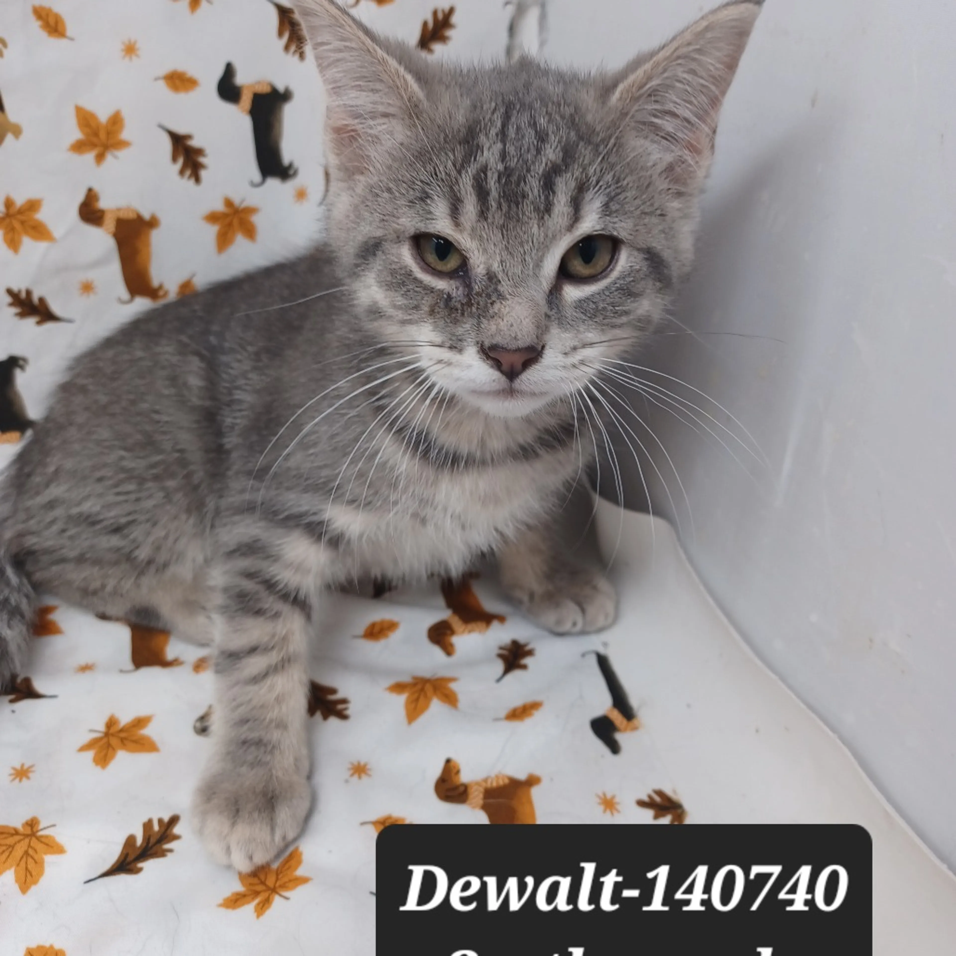 Found pet