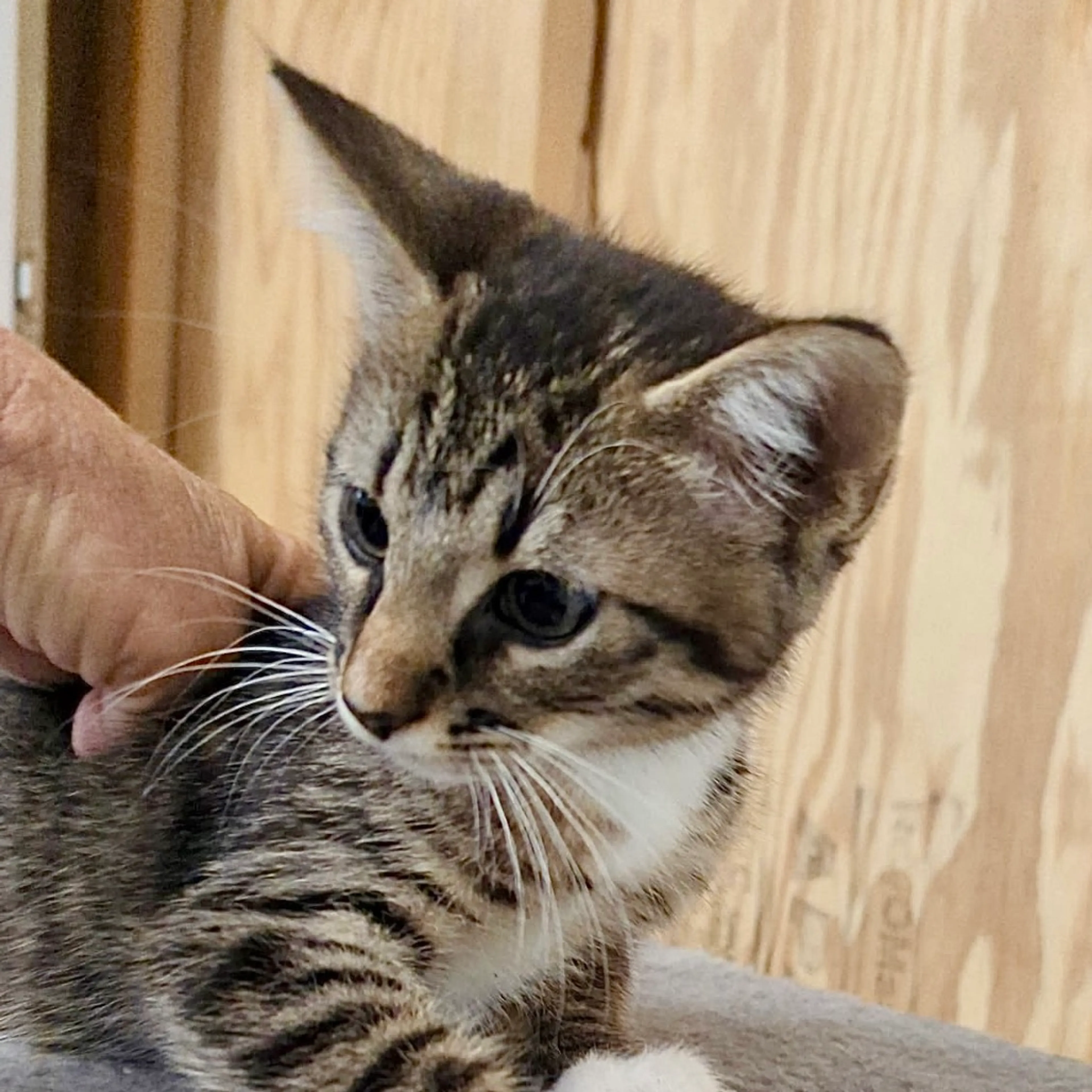Found pet-1