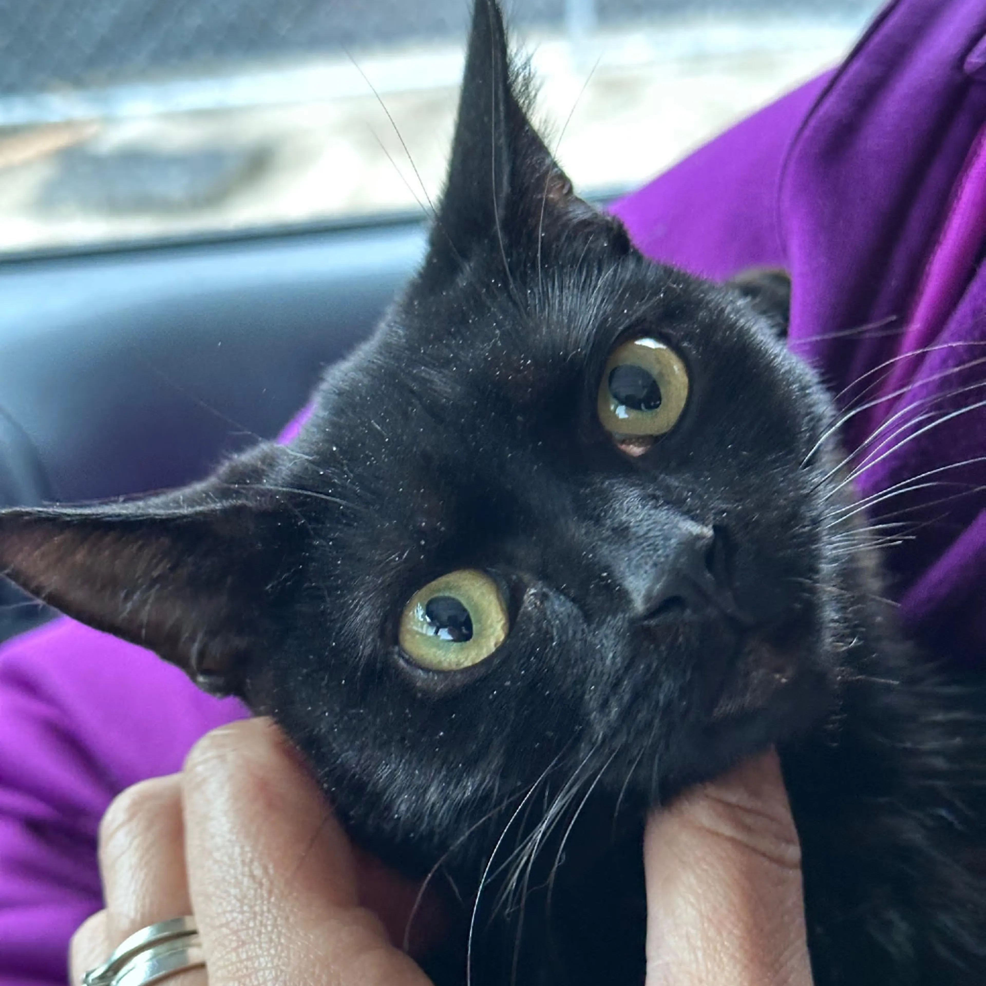 Found pet