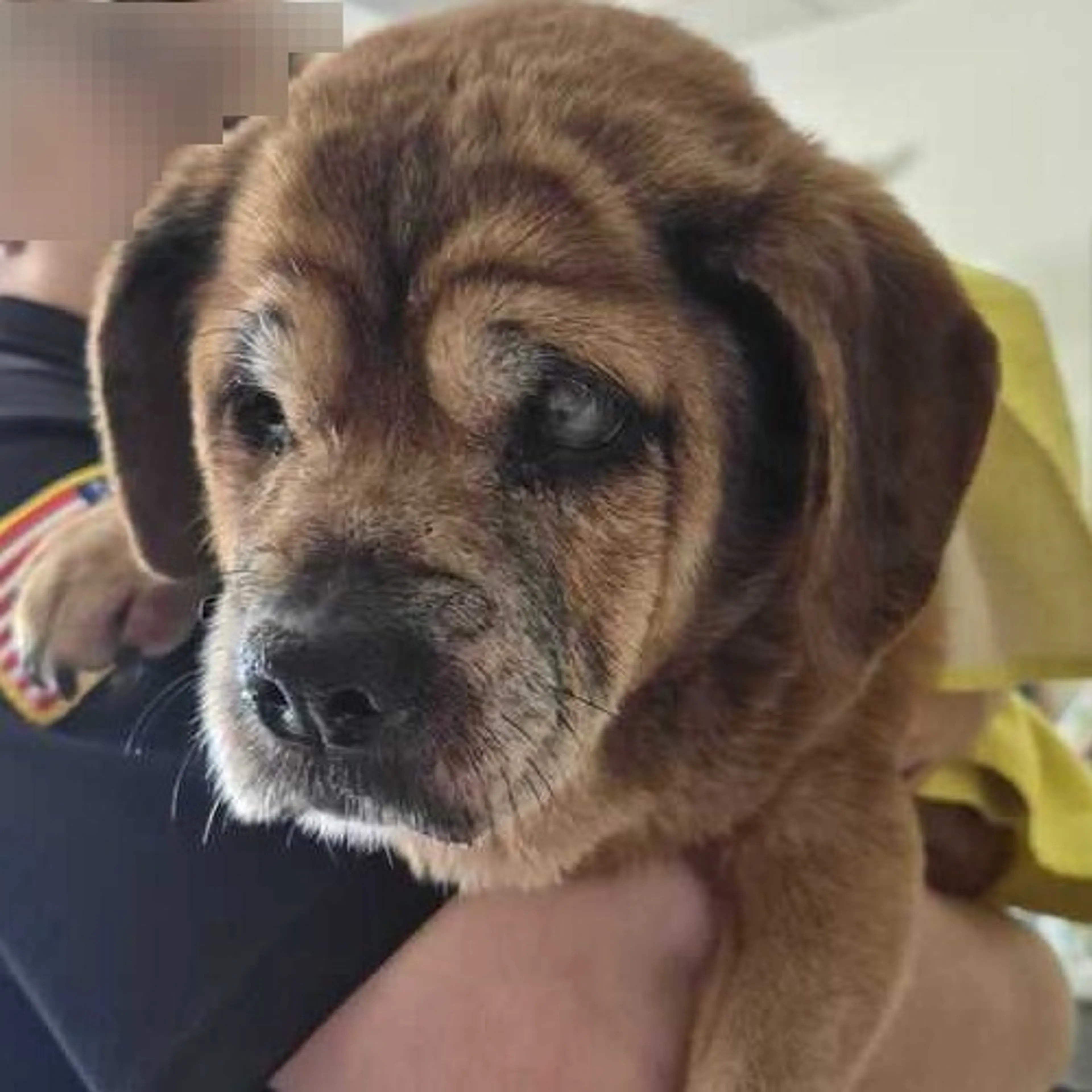 Found pet
