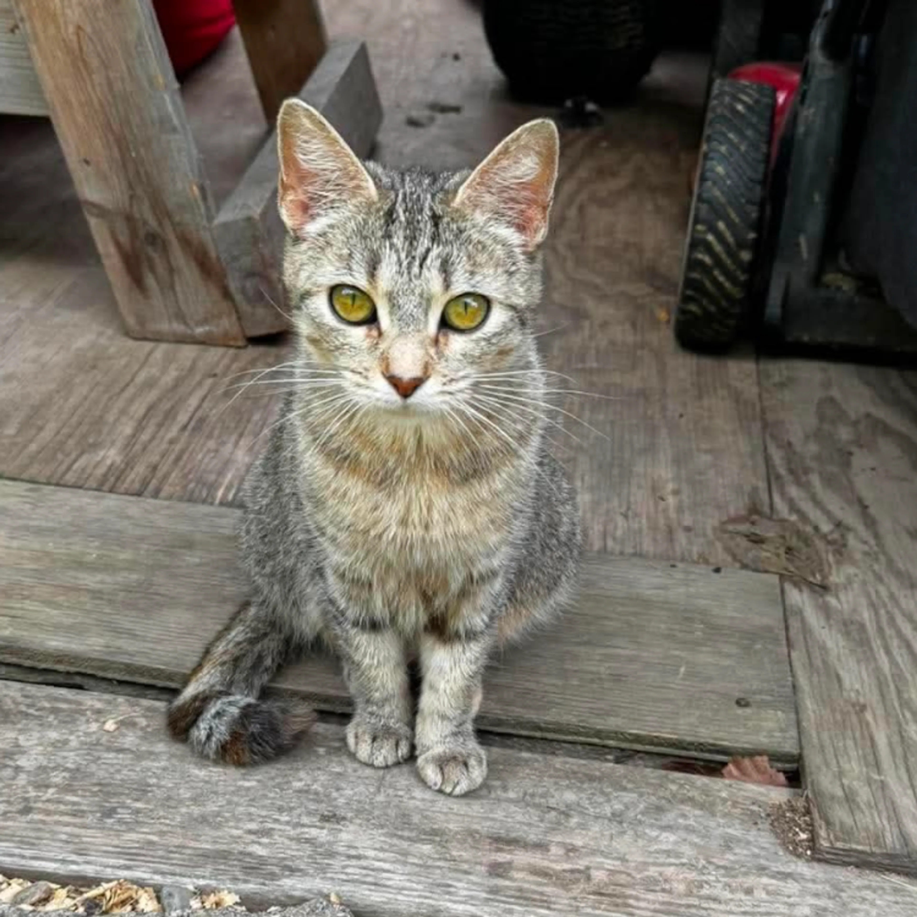 Found pet